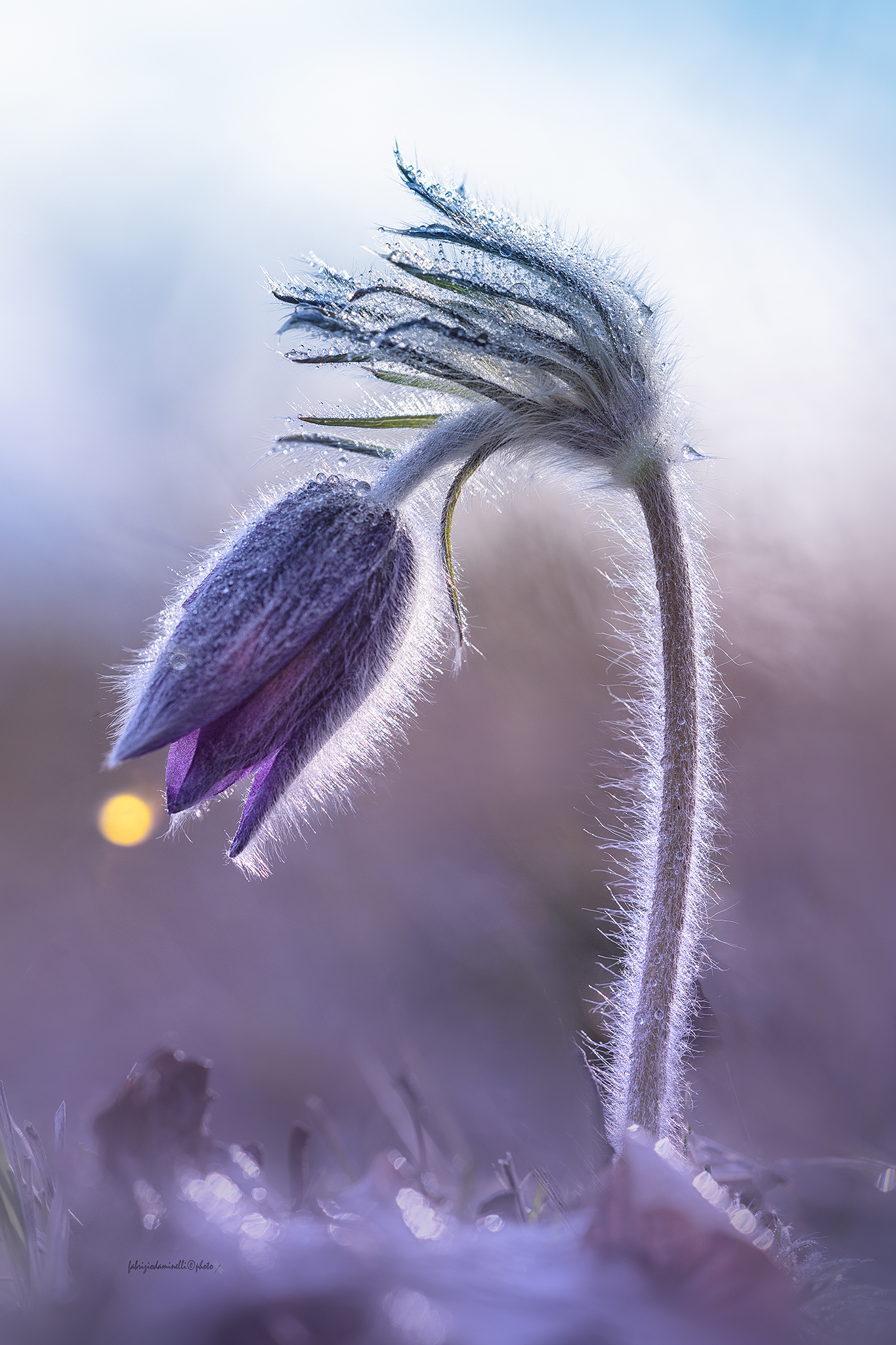 Mountain Pasqueflower