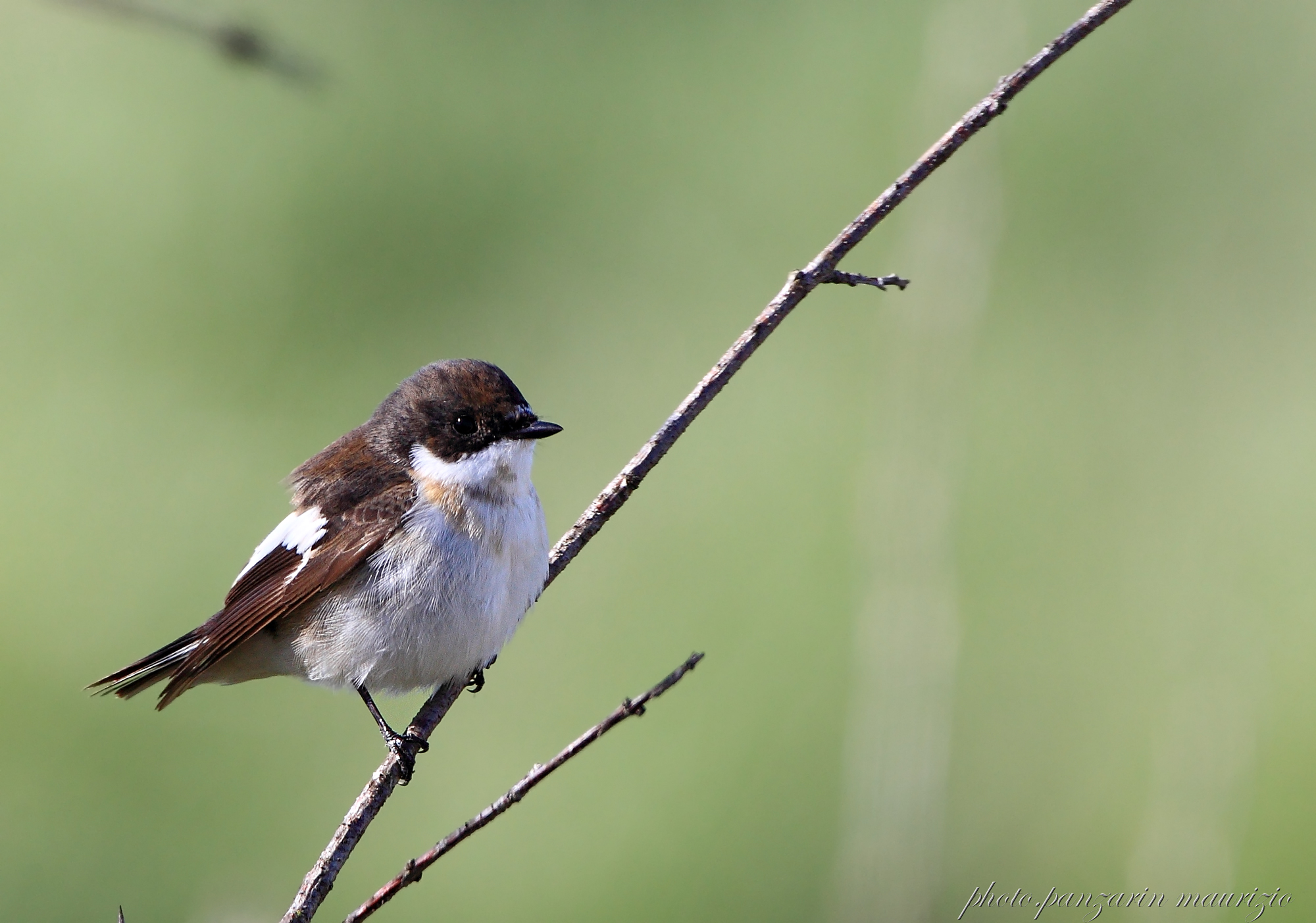 pied flycatcher (male)