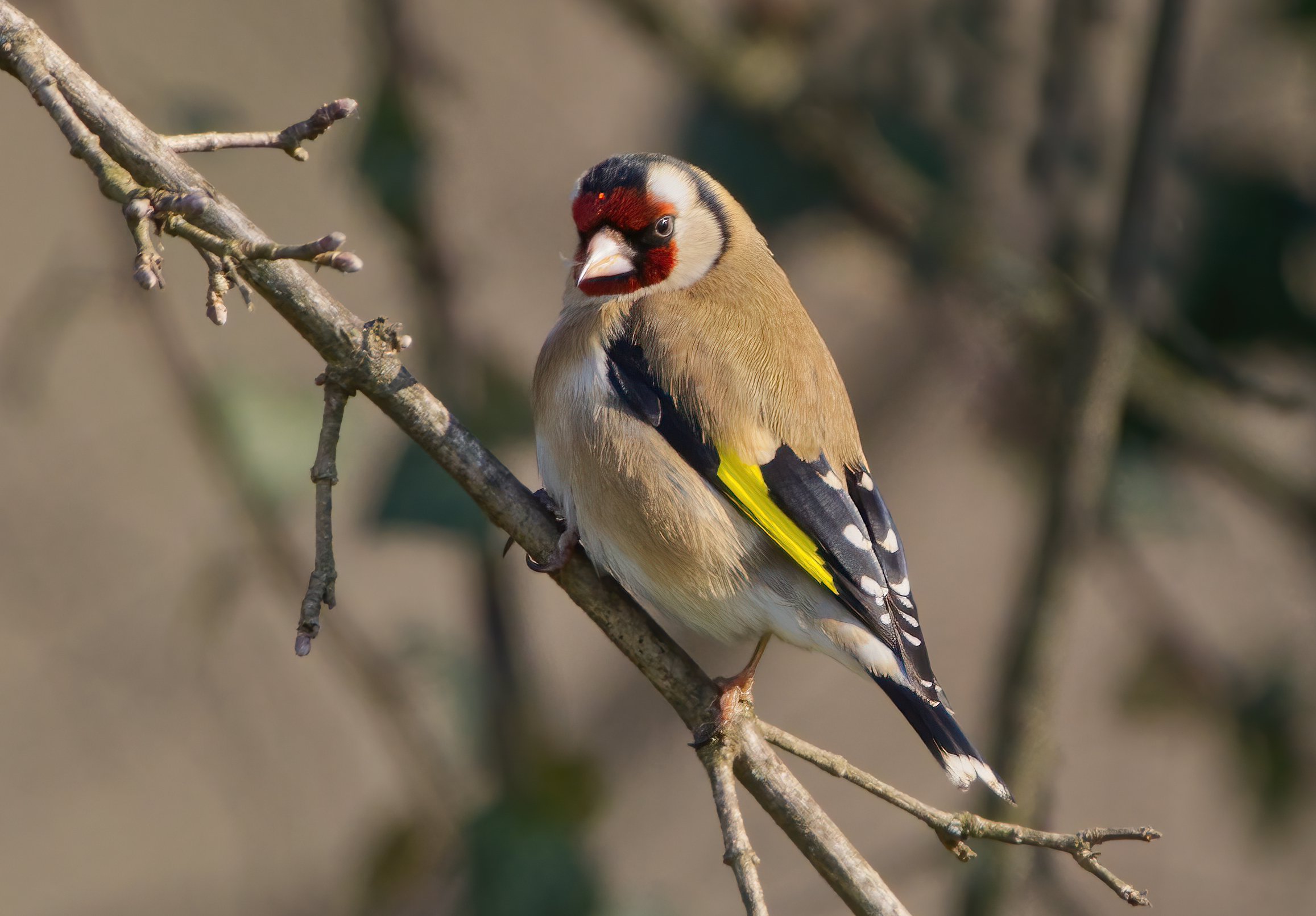 The goldfinch