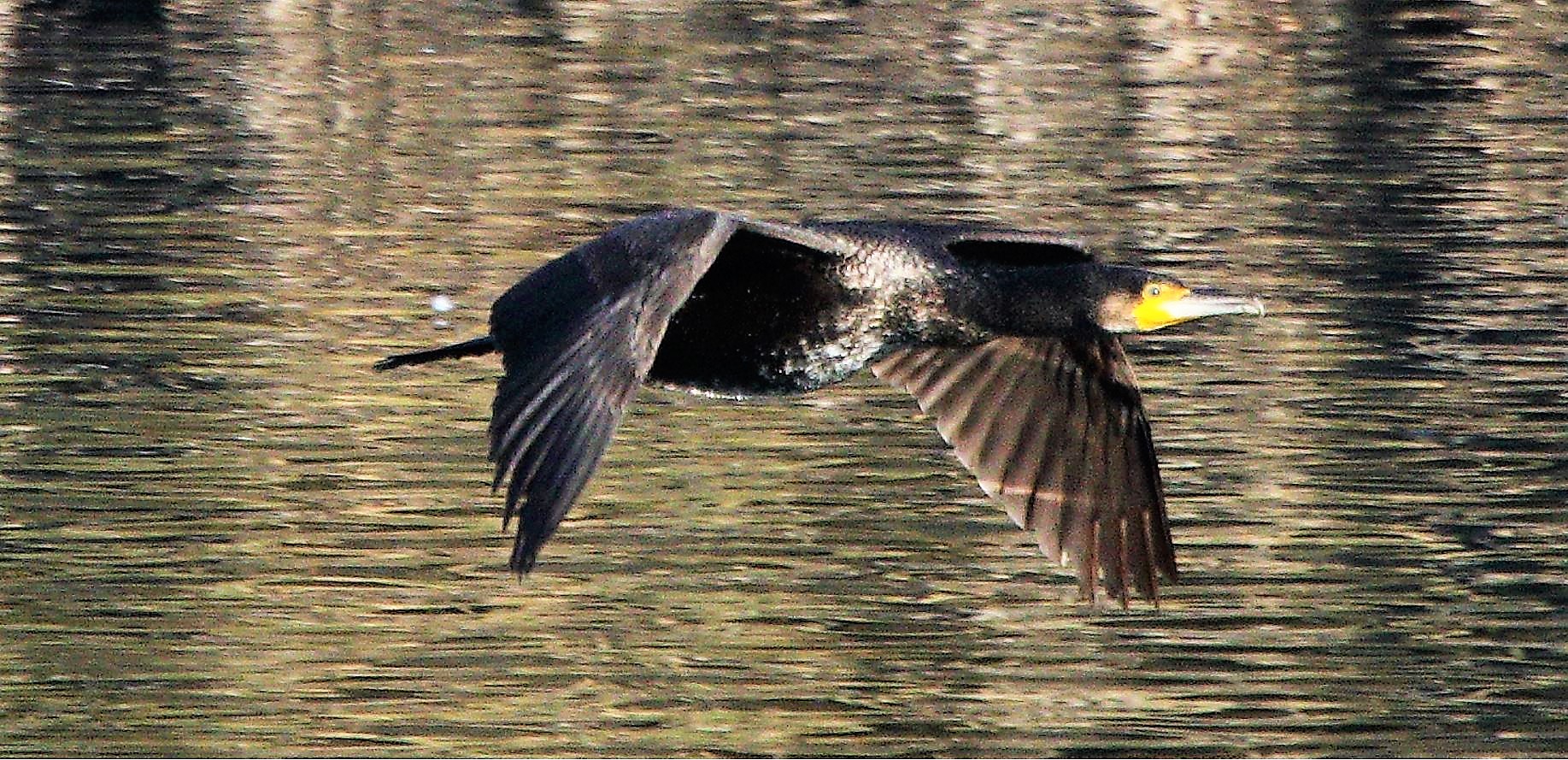 cormorant 23-02-2022