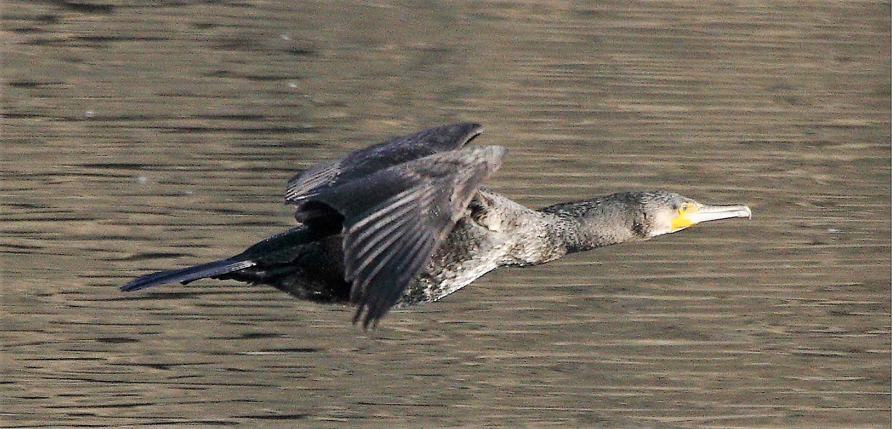 cormorant 23-02-2022