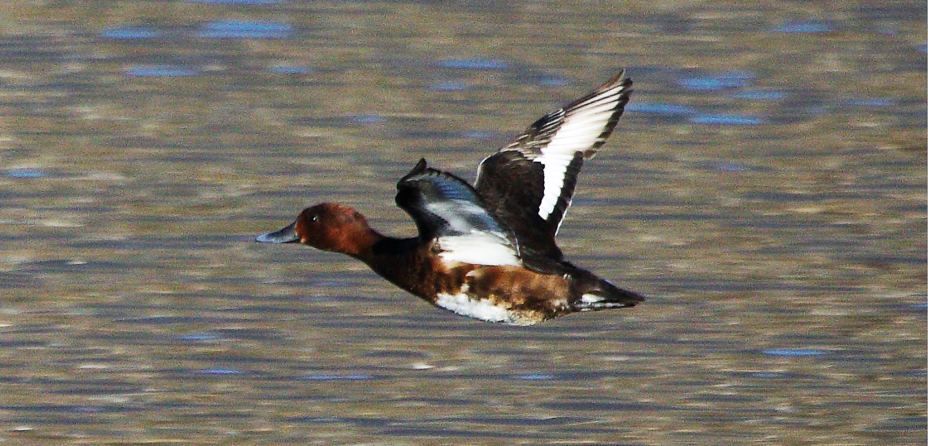 moriglione 23-02-2022