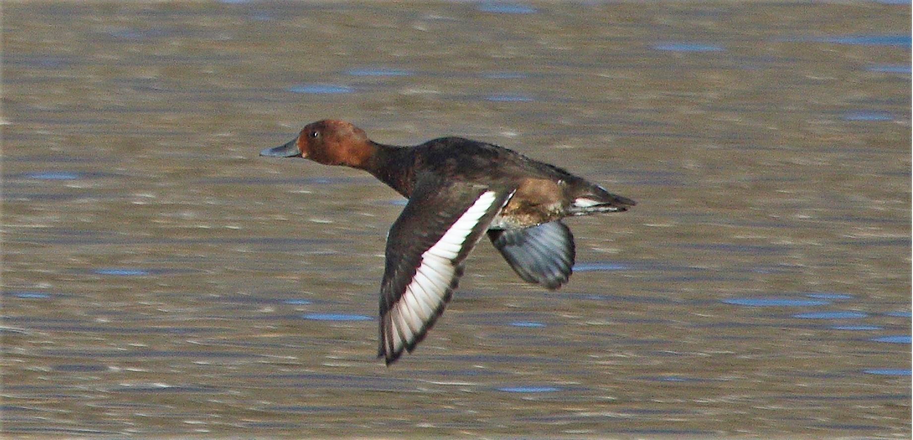 moriglione 23-02-2022