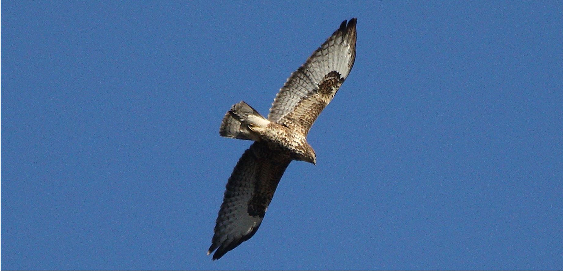 Buzzard 20-12-2021