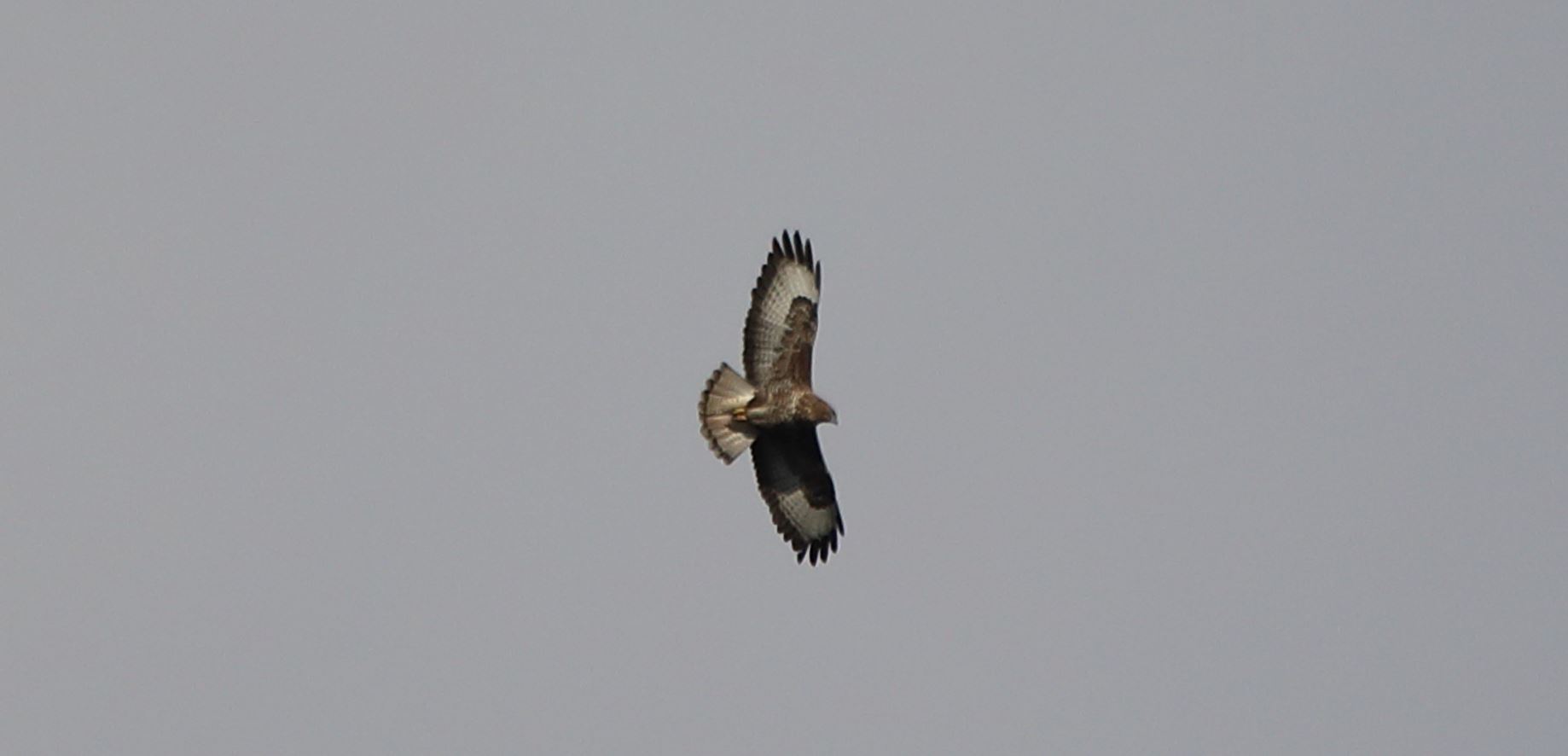 Buzzard 20-12-2021