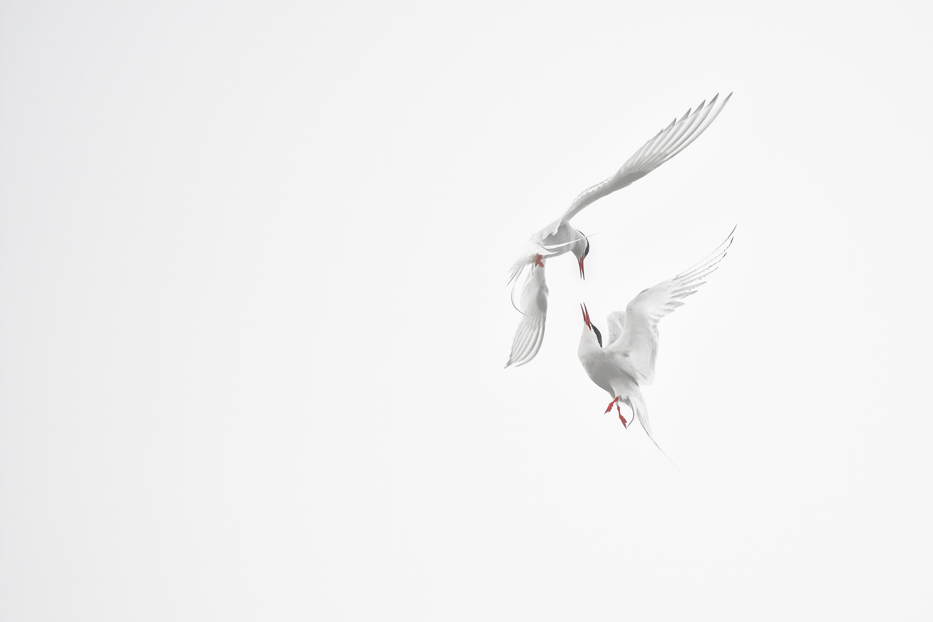 Arctic Terns