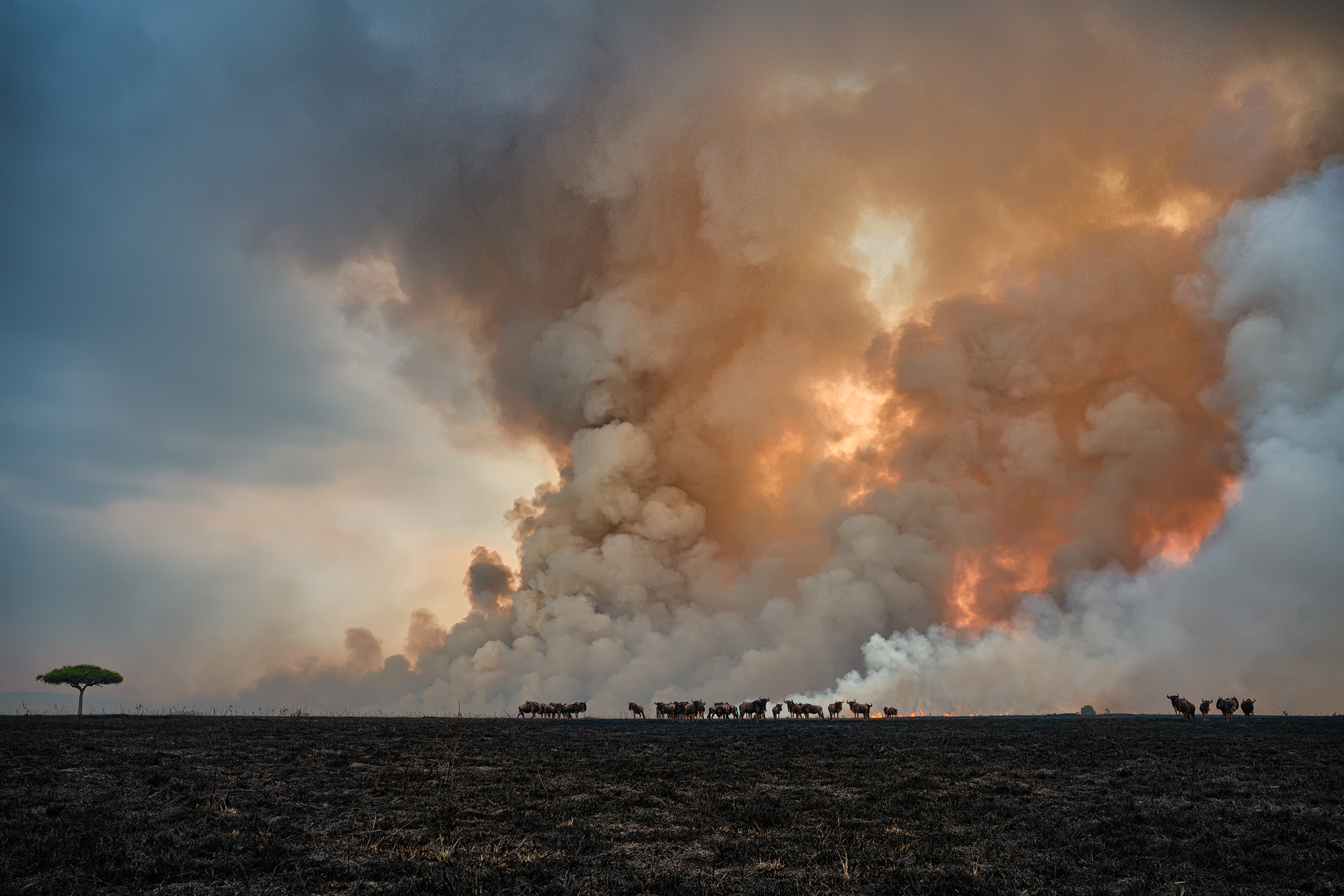 Savannah Burning