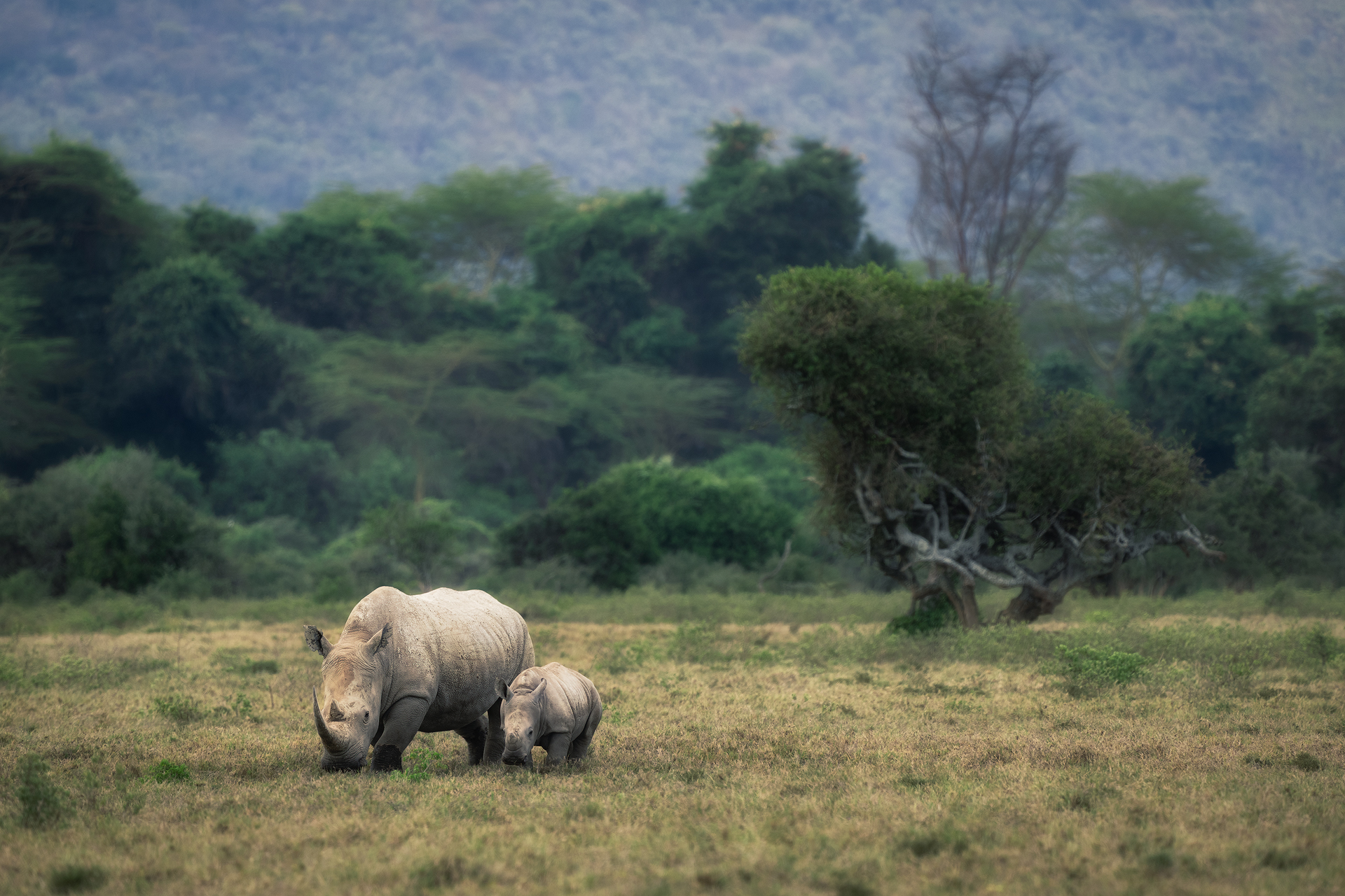White Rhinos