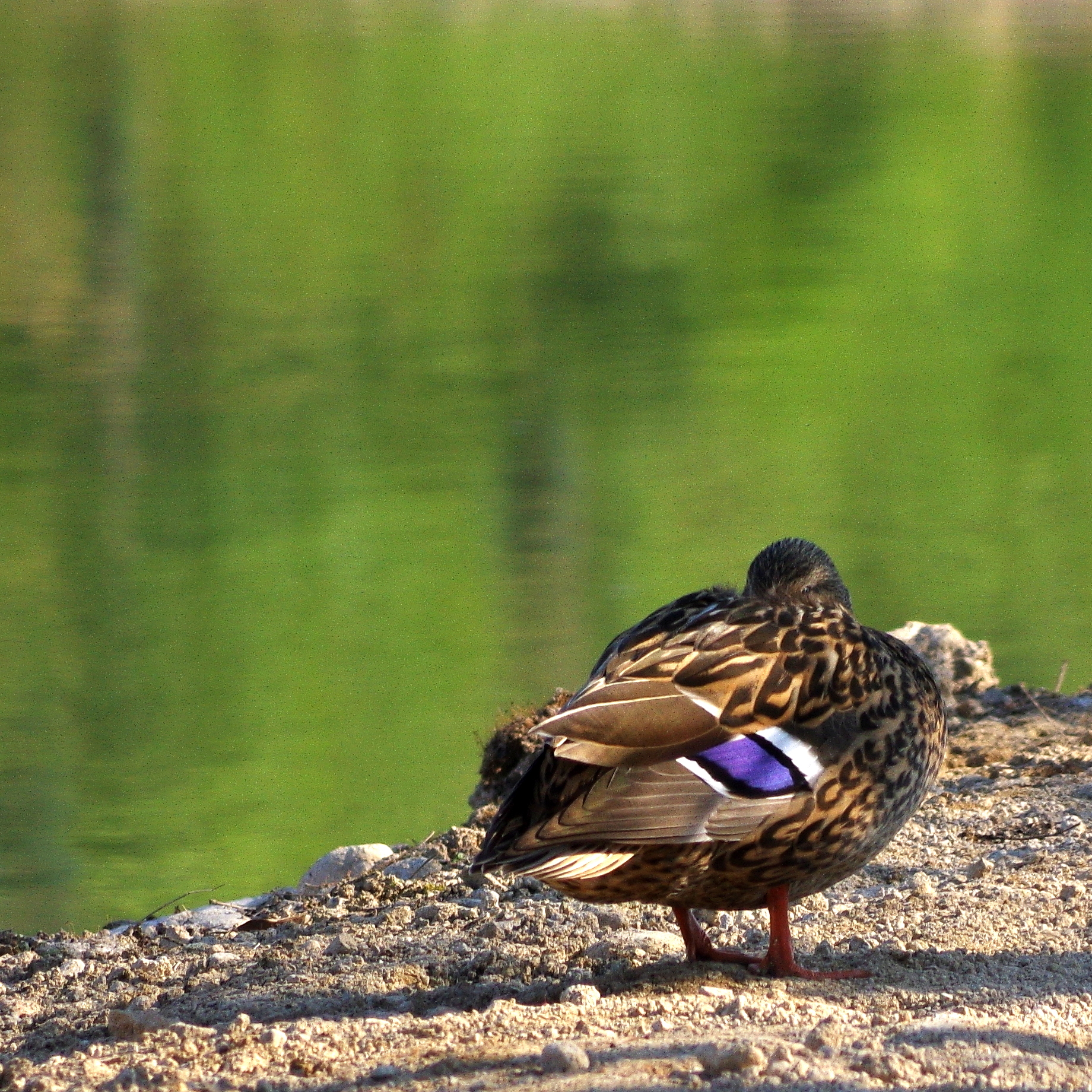 Guarda che non sto dormendo ...