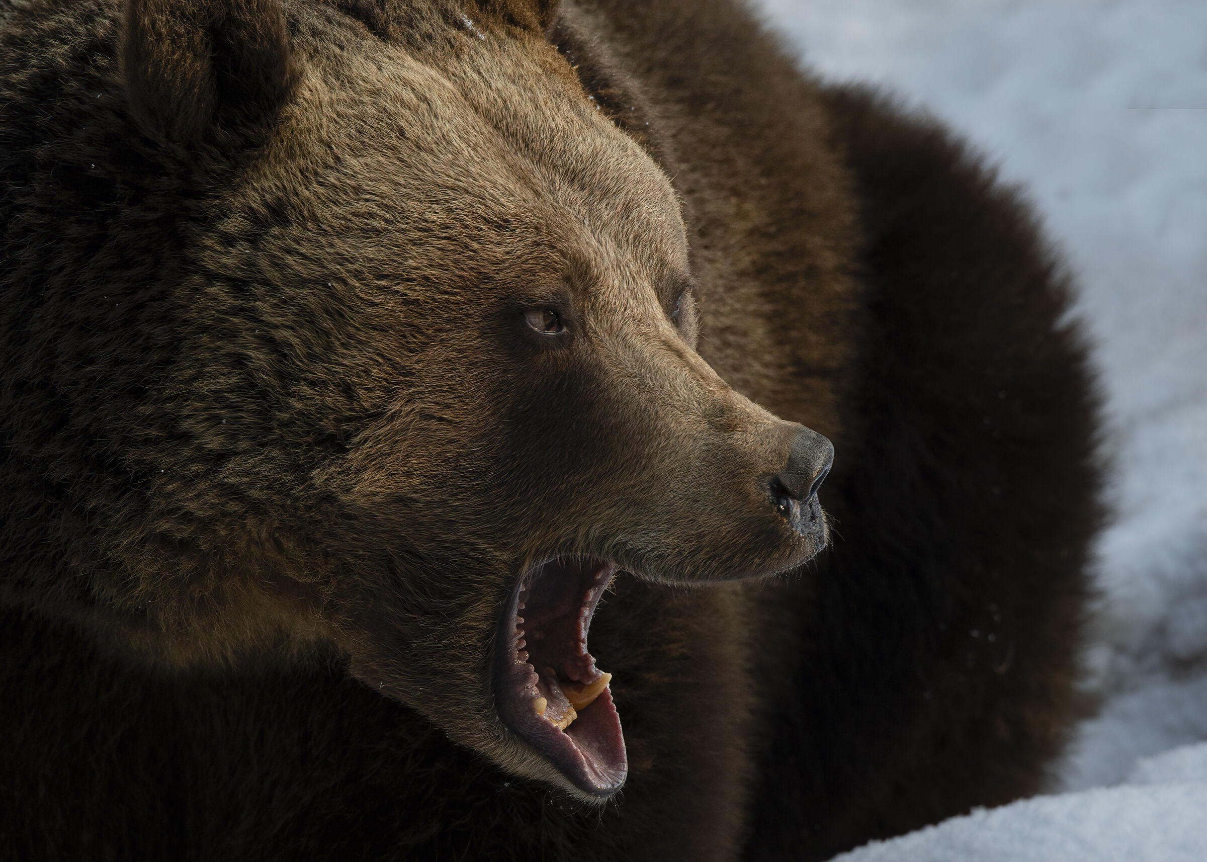 The brown bear (Ursus arctos)