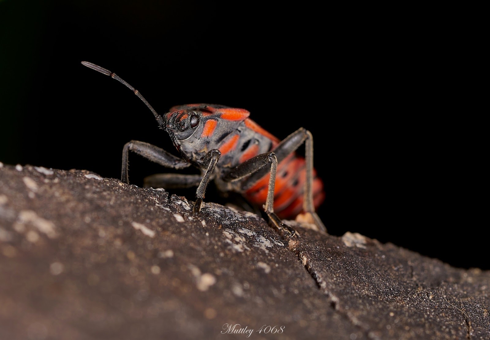 Spilostethus Pandurus order Rhynchota