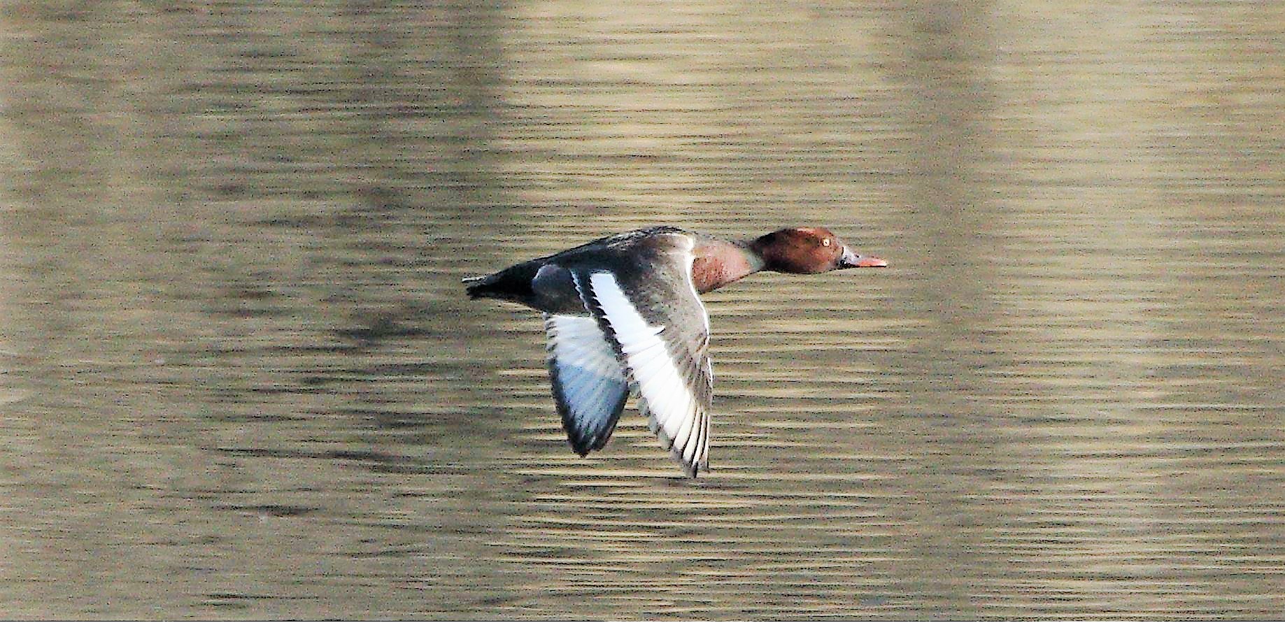 moriglione 23-02-2022