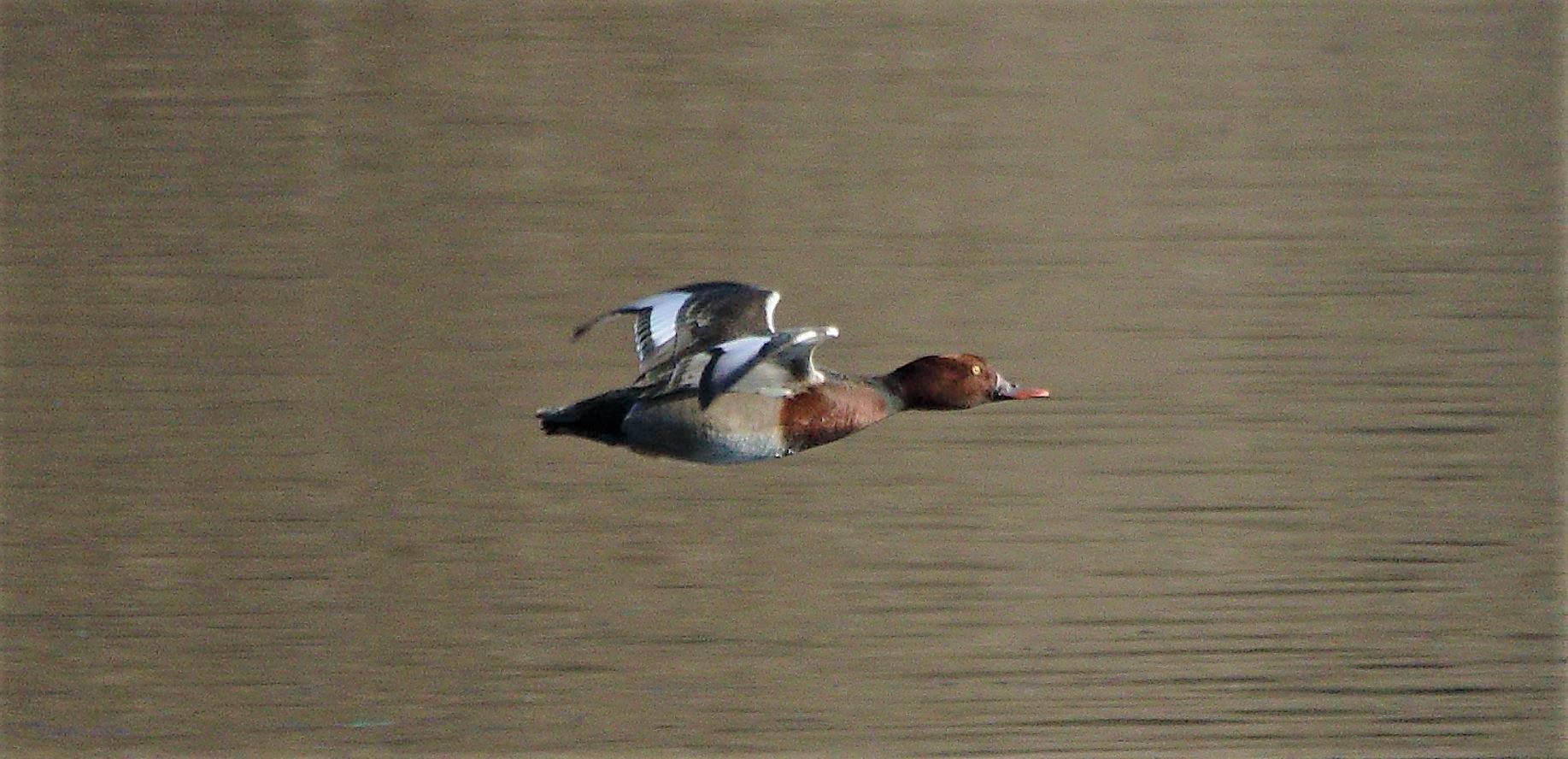 moriglione 23-02-2022