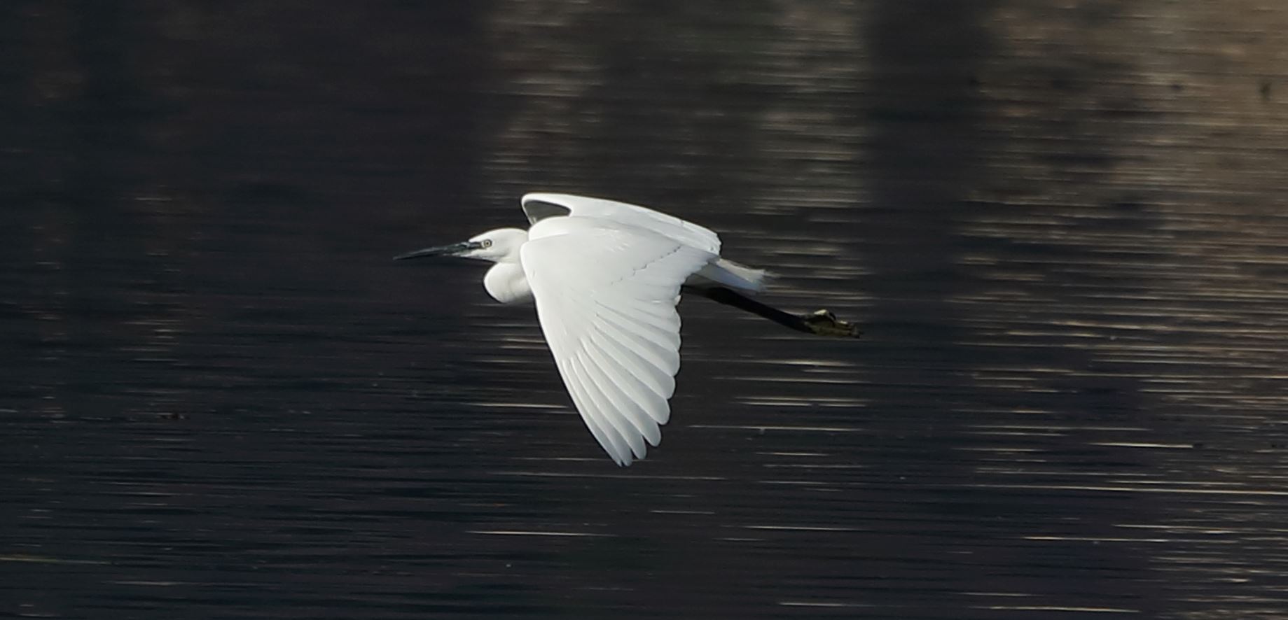 egret 18-11-2021