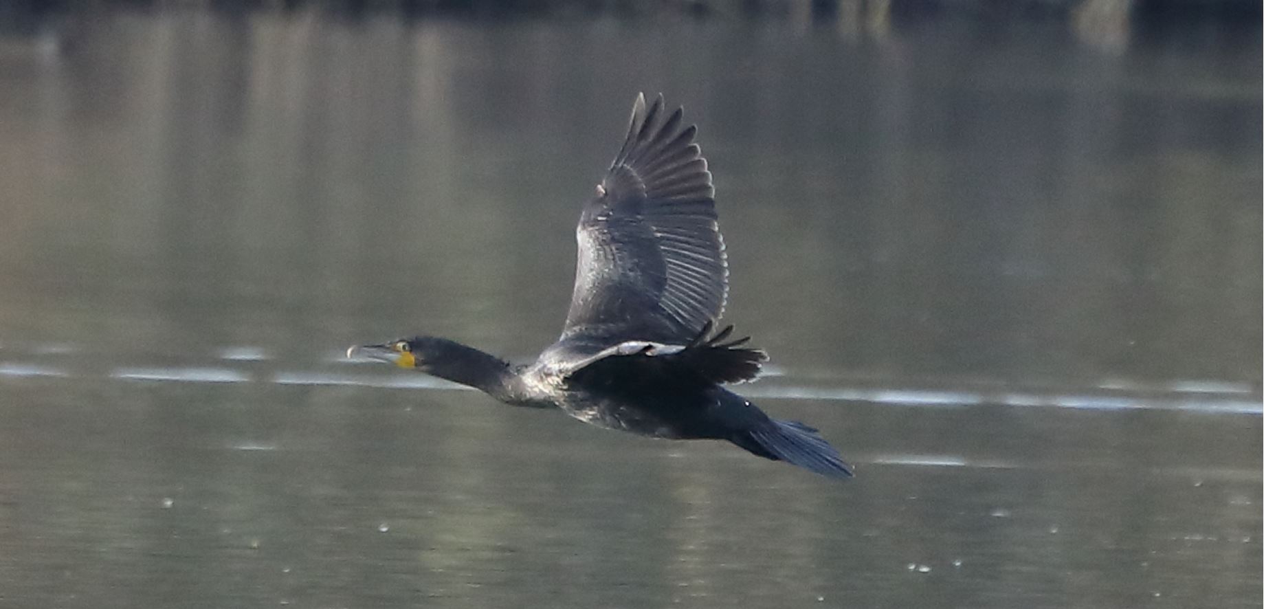 cormorant 187-11-2021