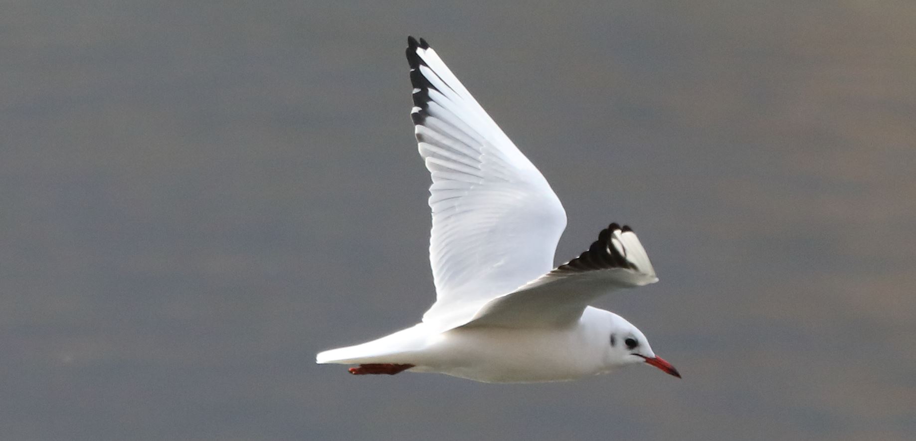terrestrial gull 18-11-2021