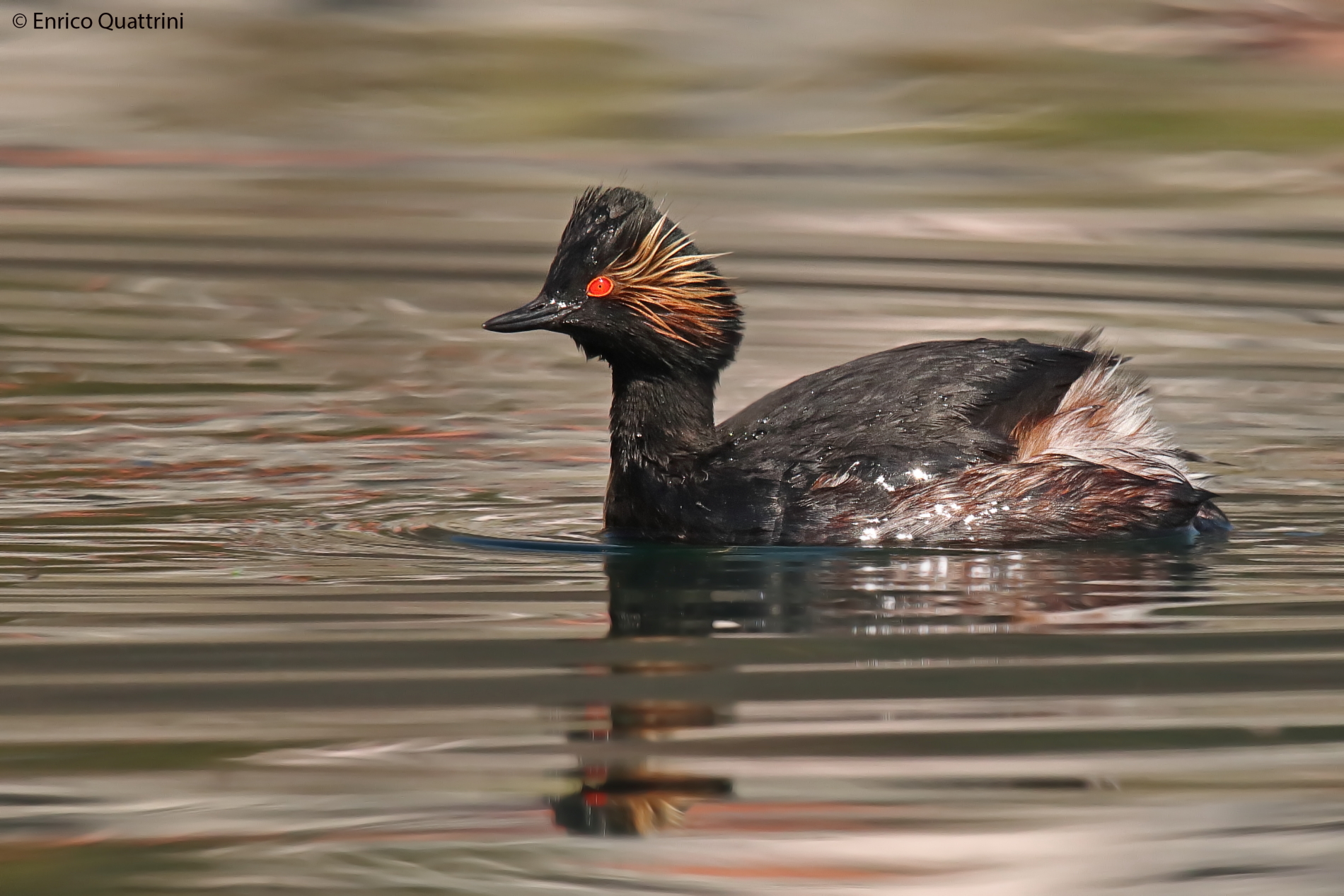 Black-necked grebe