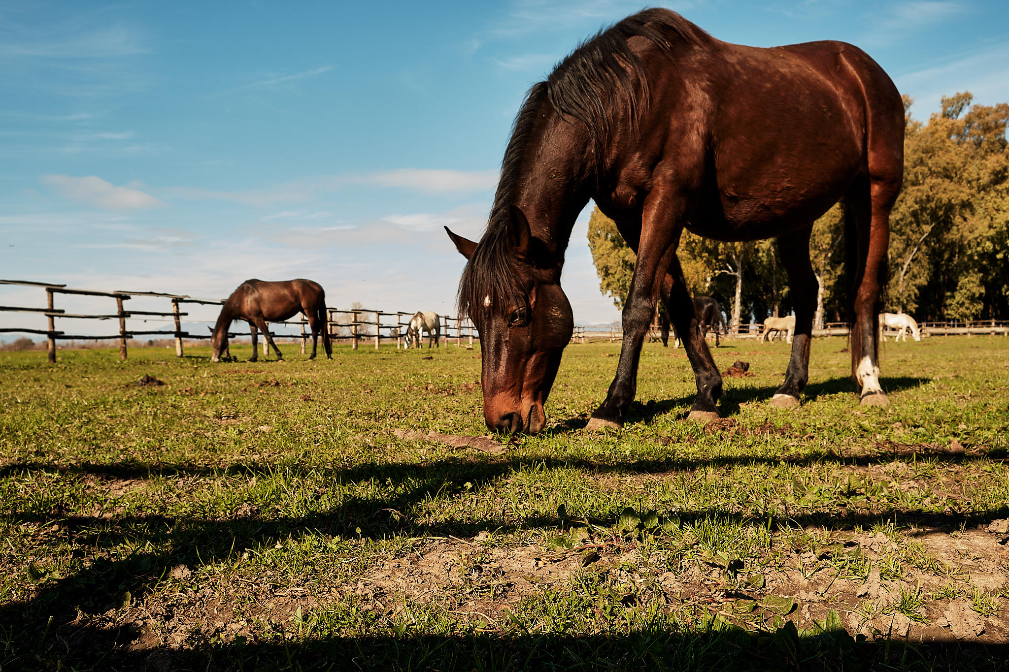Horses at the palace