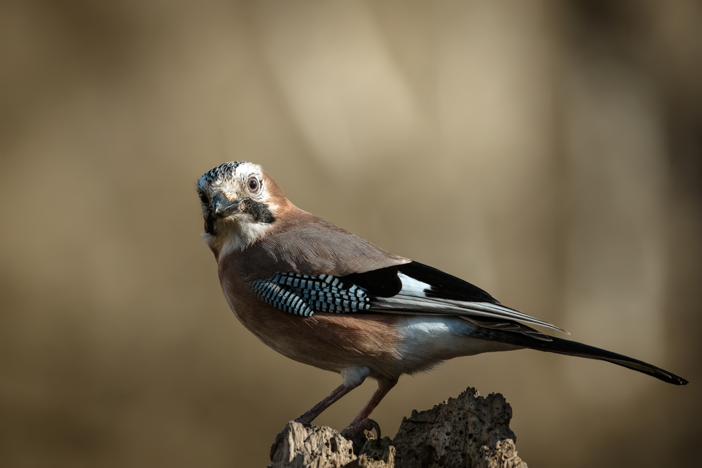 The jay