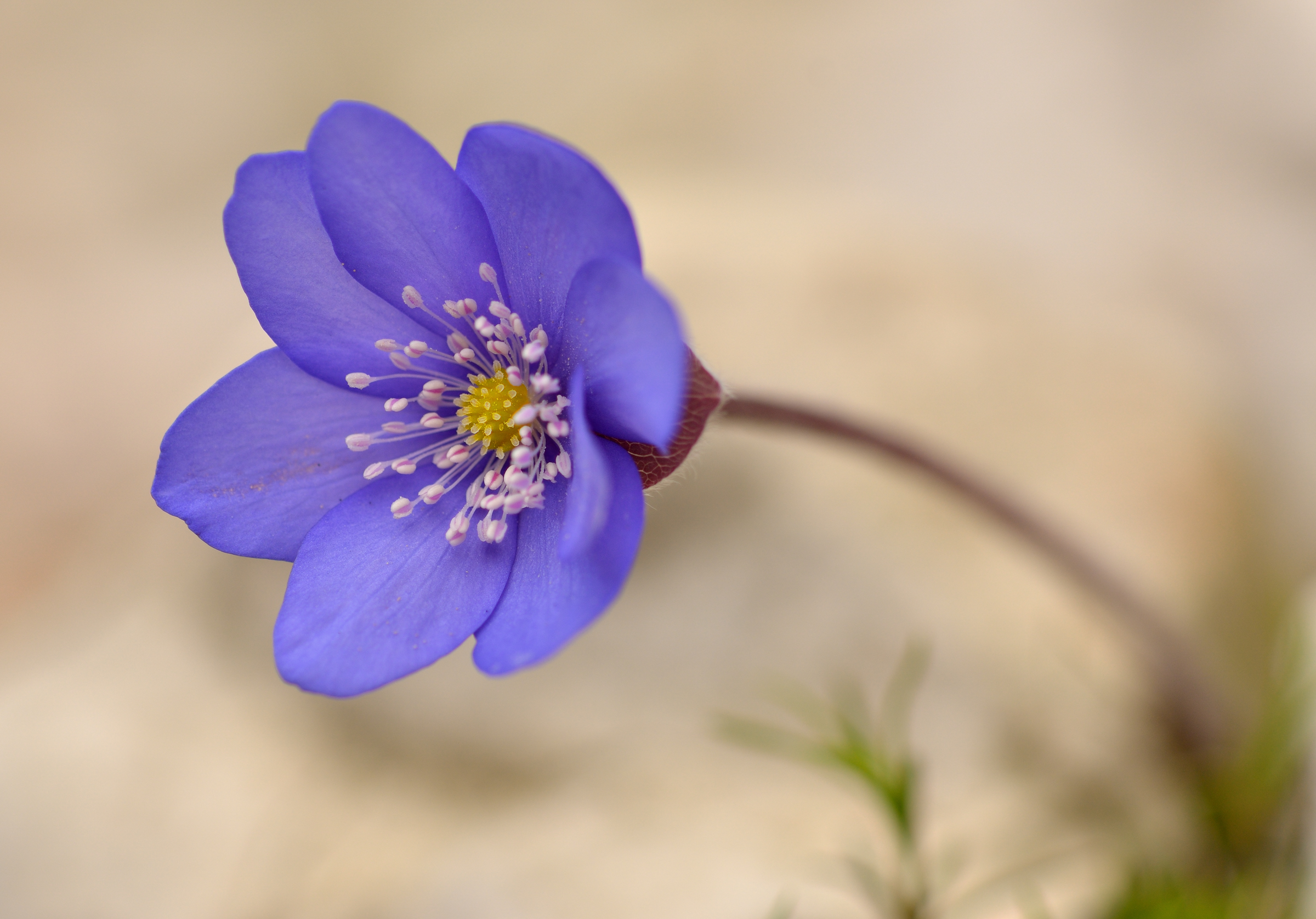 Hepatica nobilis