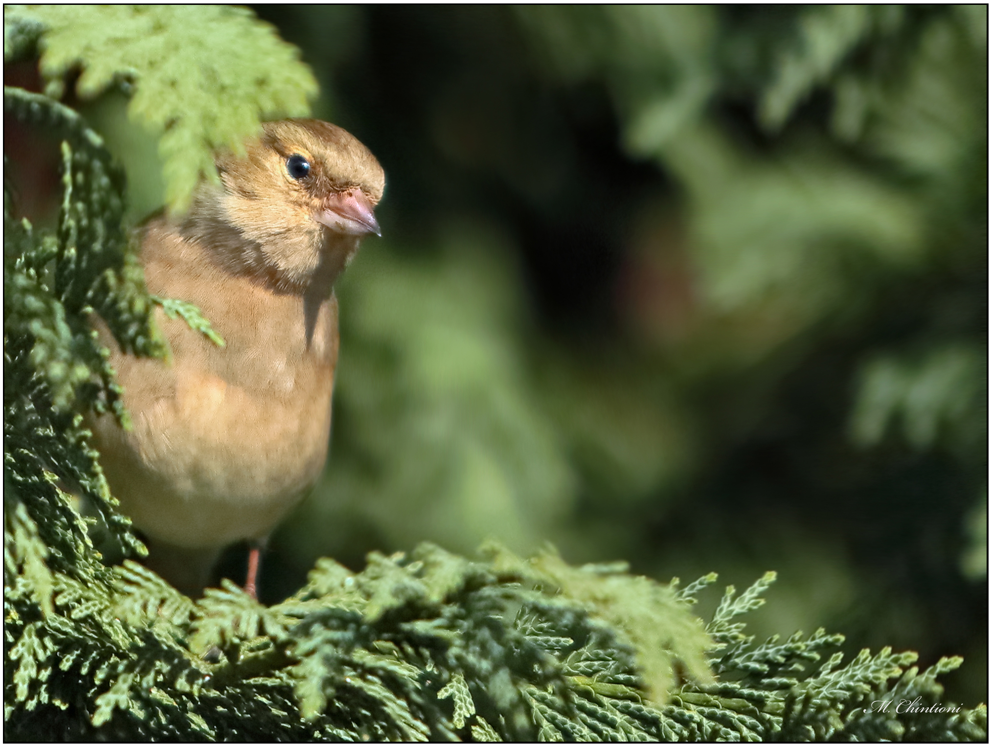 Chaffinch