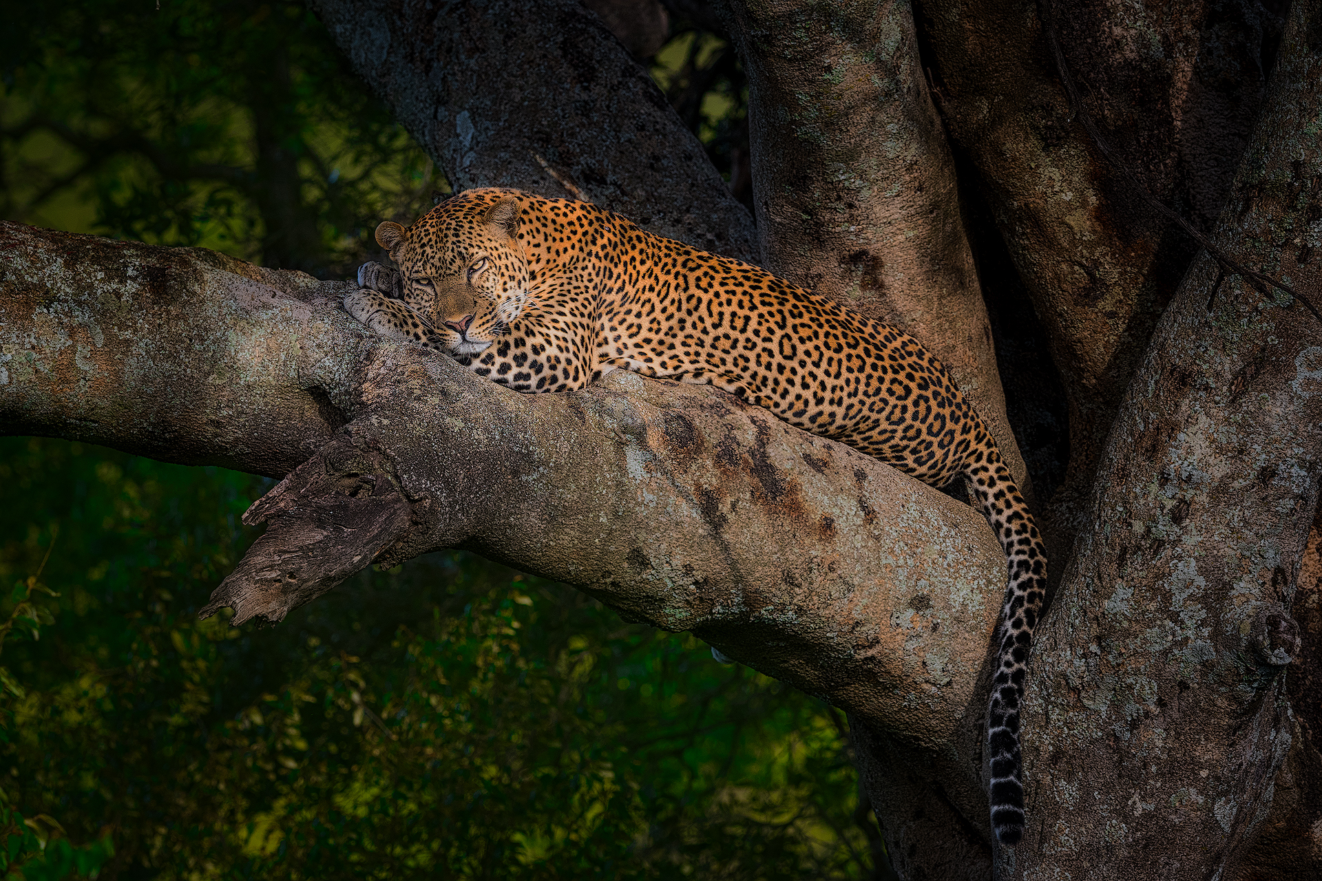 Leopard