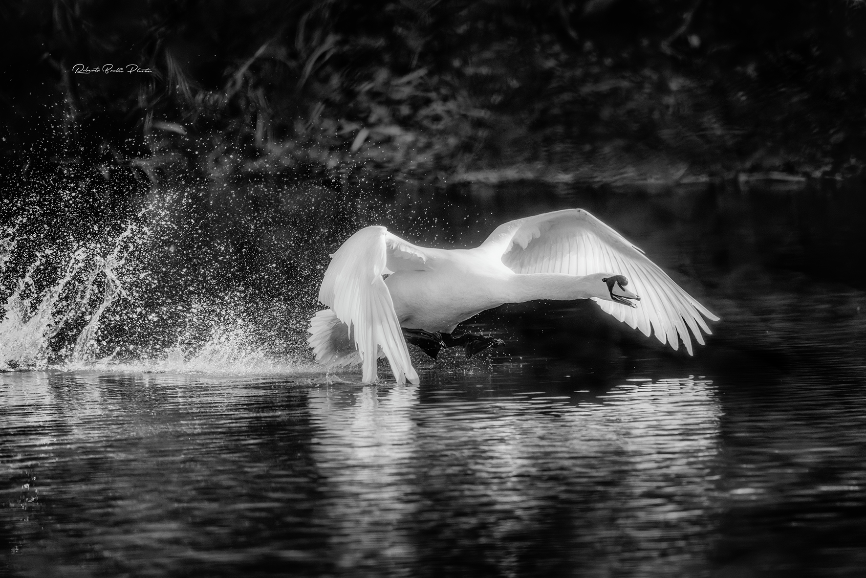 His Majesty the Swan