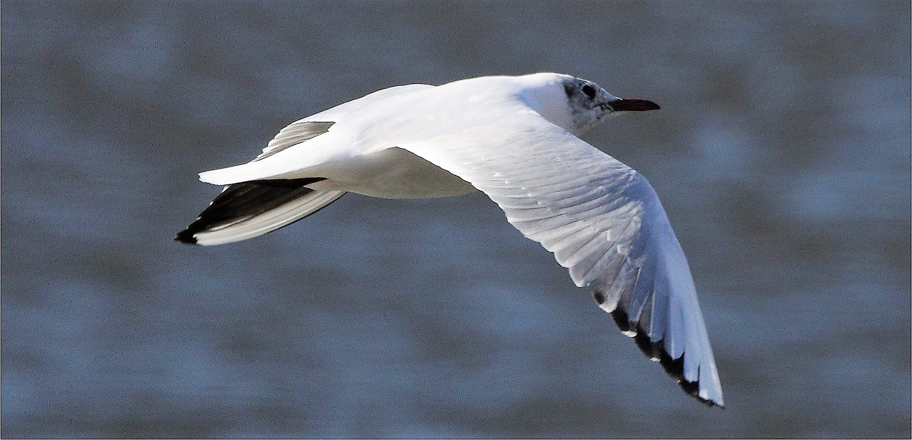 terrestrial gull 27-02-2022