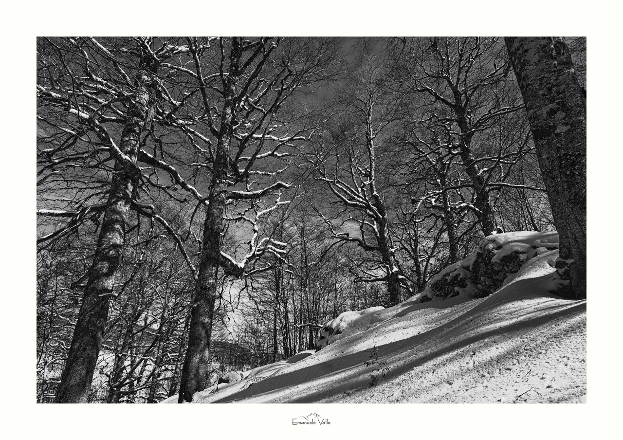 Faggeta vetusta di Val di Rose