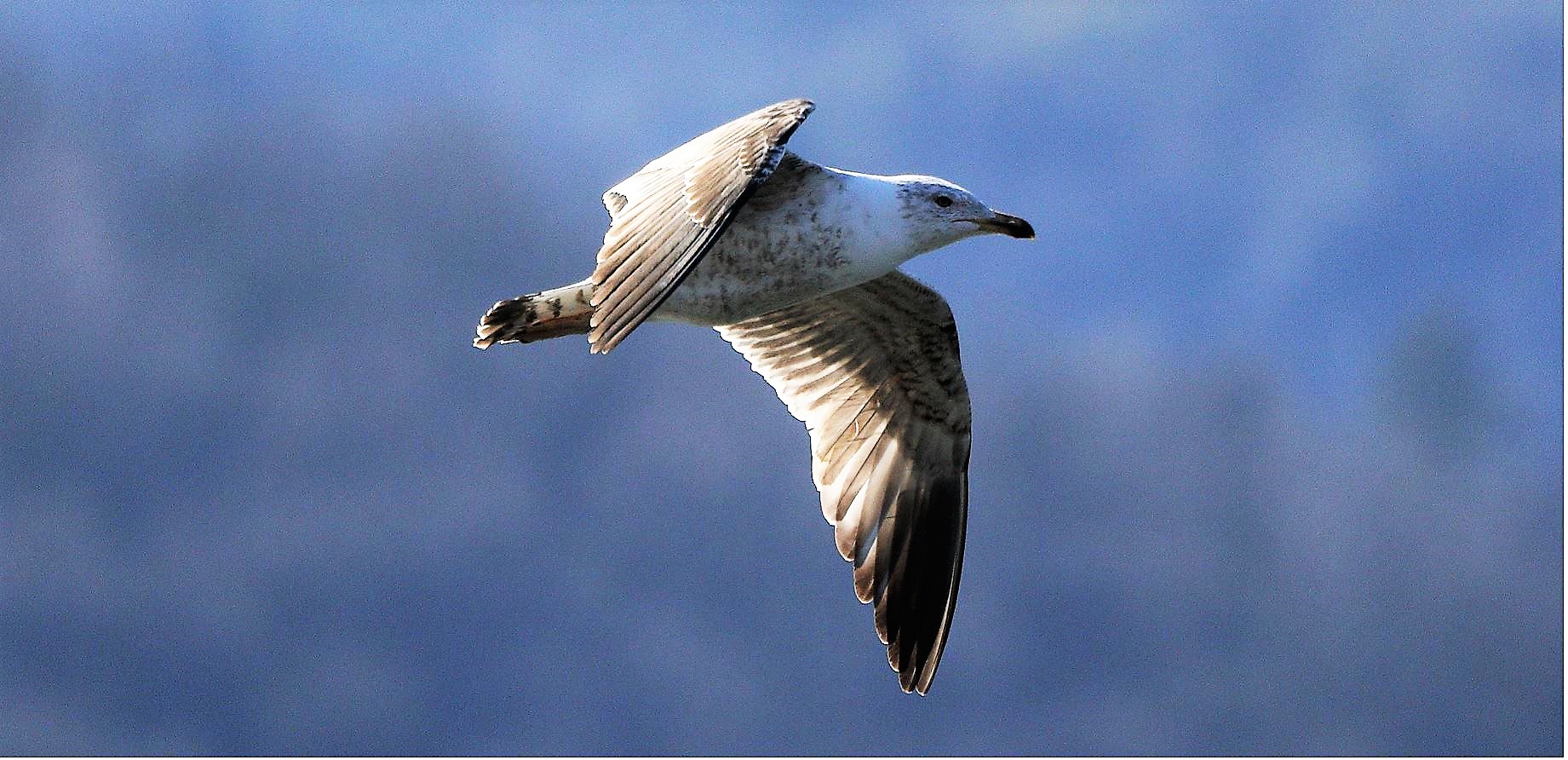 terrestrial gull 27-02-2022