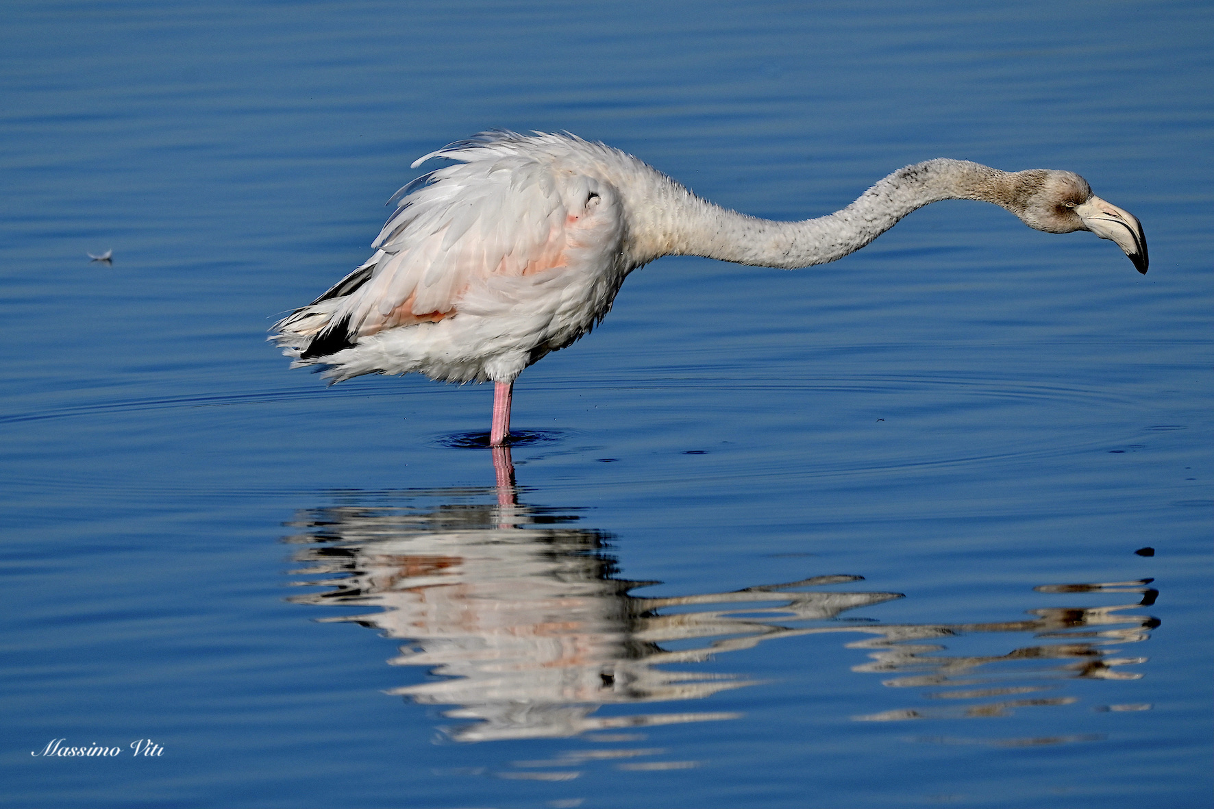 Fenicottero rosa giovane .. allungamento mattutino
