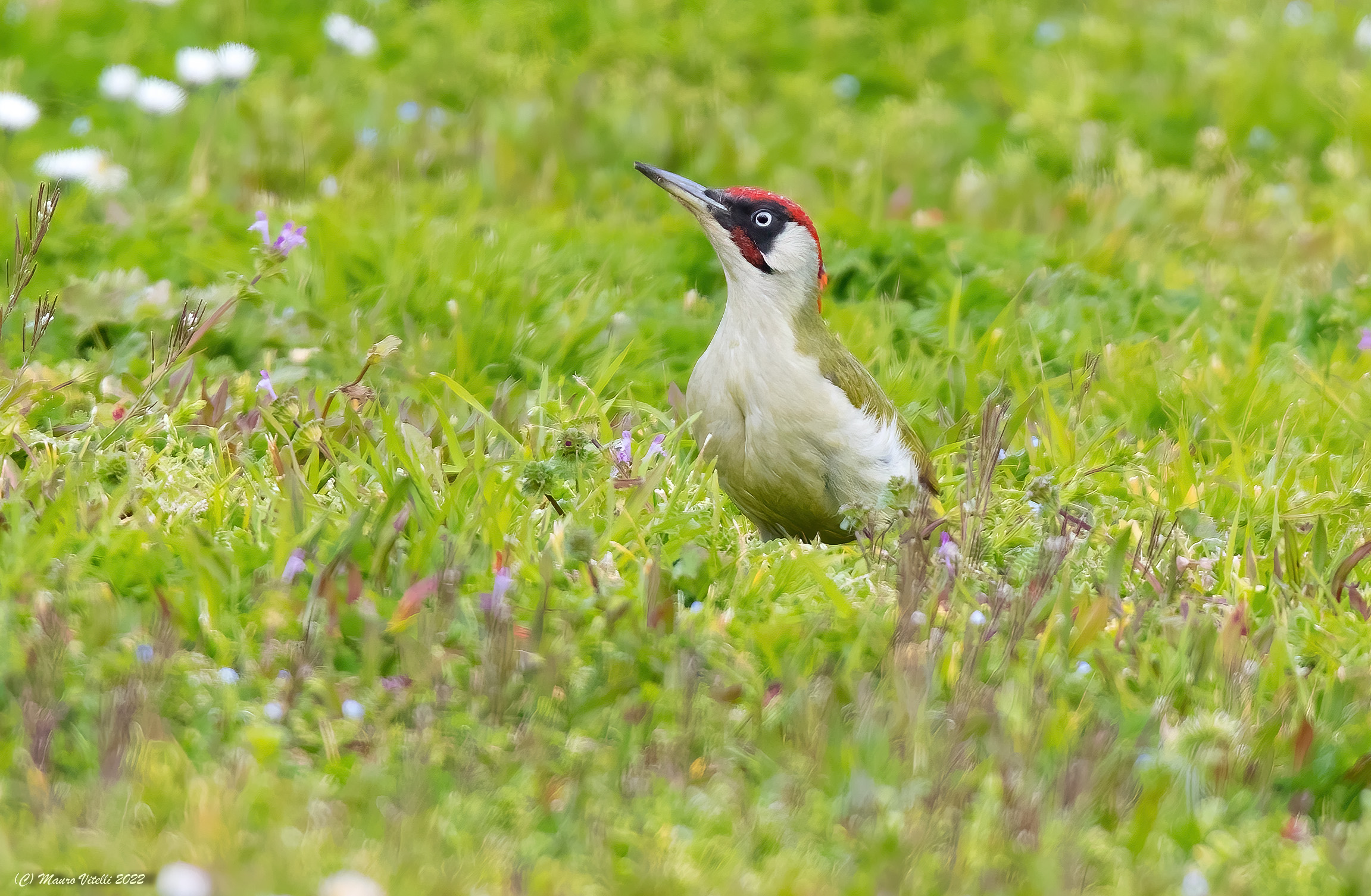 Male green woodpecker (Picus virdis)