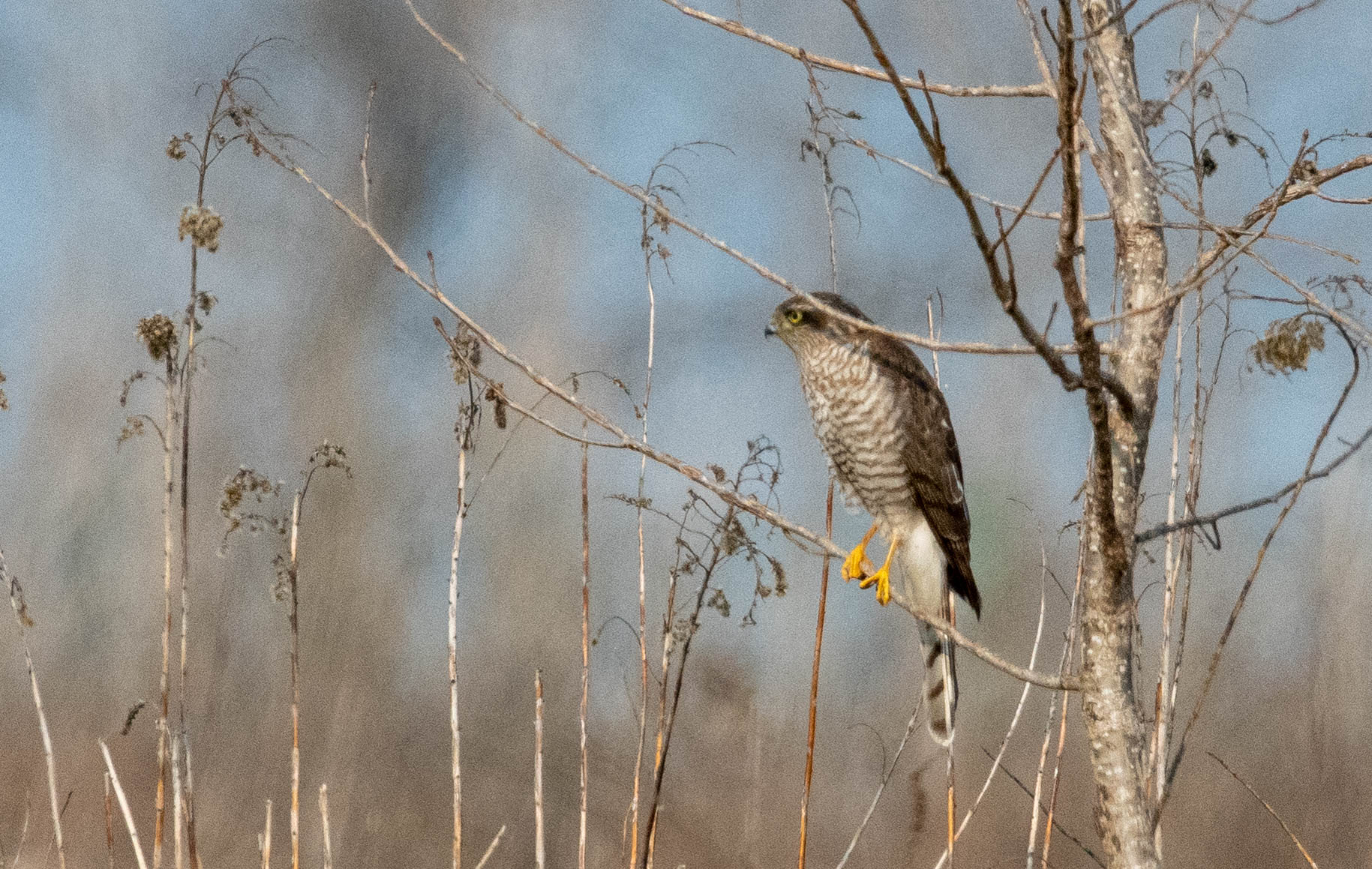 Sparrowhawk