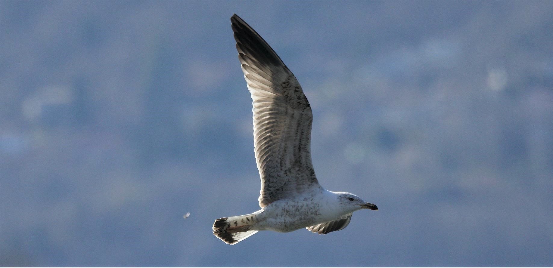 terrestrial gull 27-02-2022