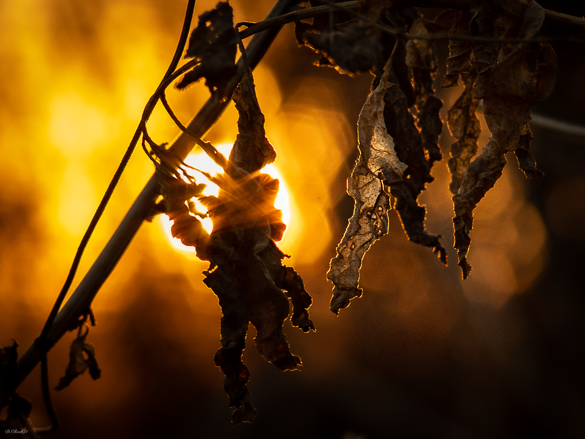 cavalluccio marino (?)