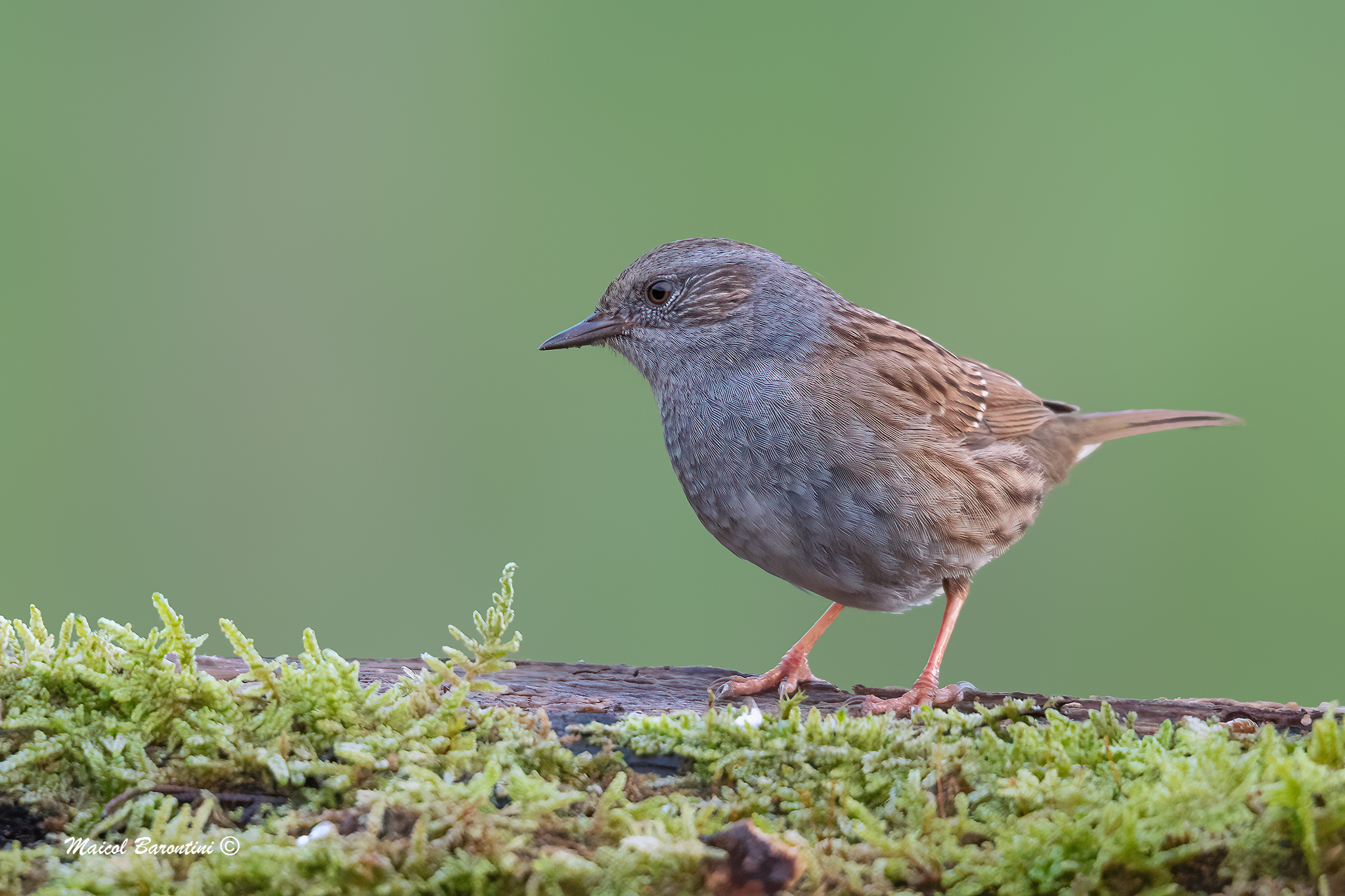 Dunnock
