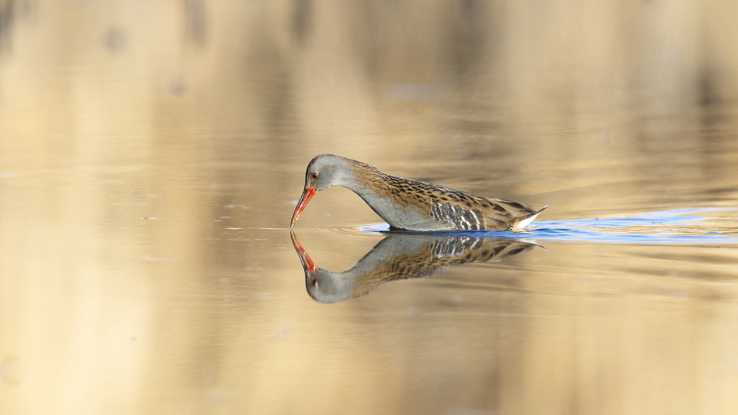 Porciglione (Rallus aquaticus)