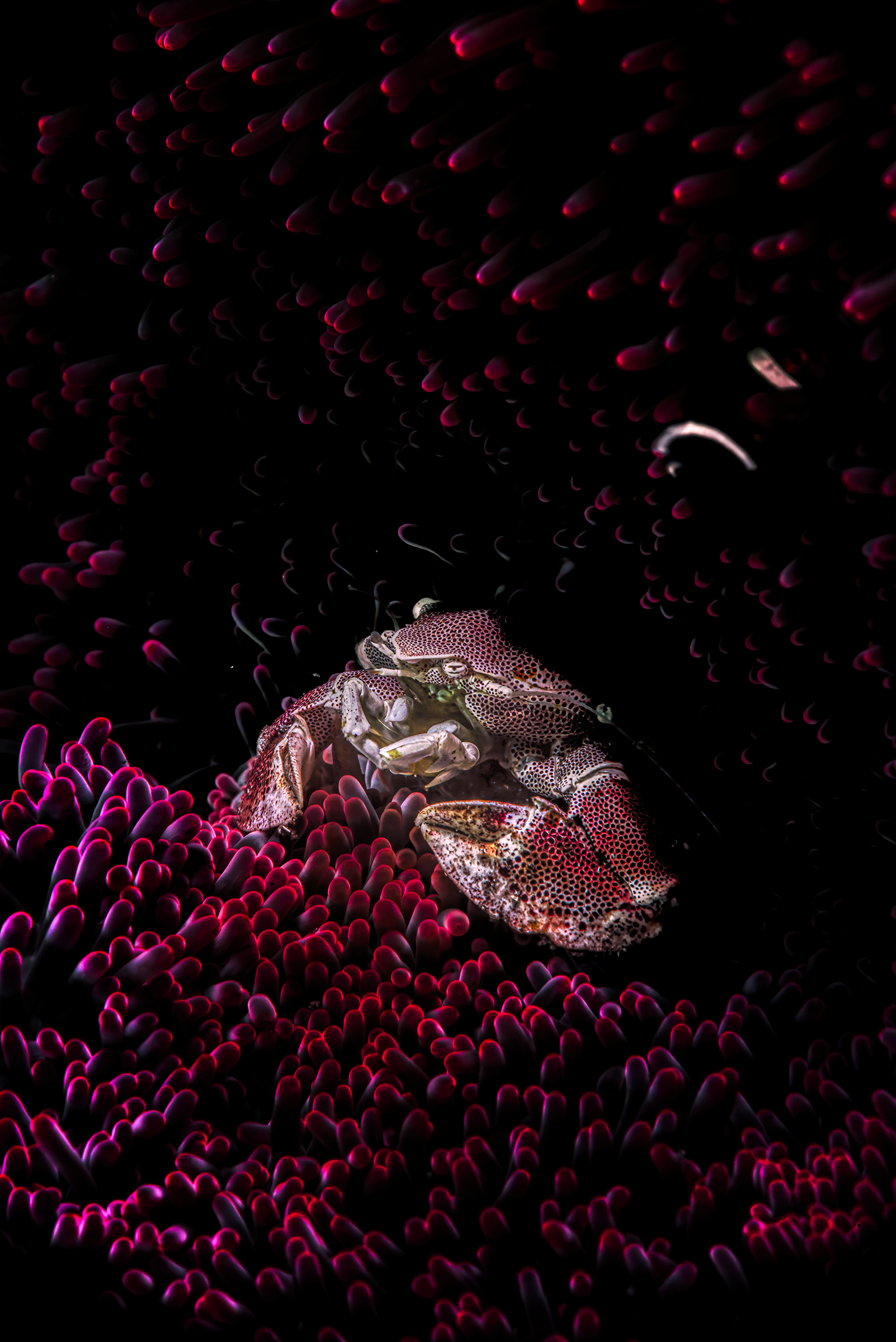 granchio di porcellana  su anemone