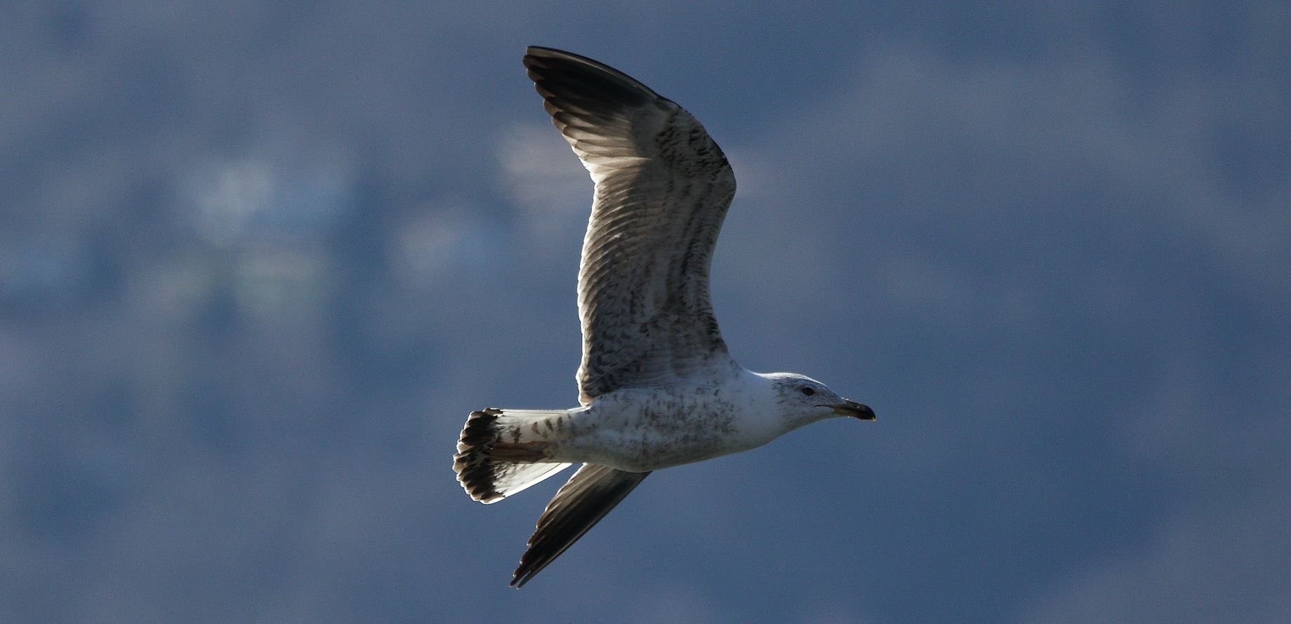 terrestrial gull 27-02-2022