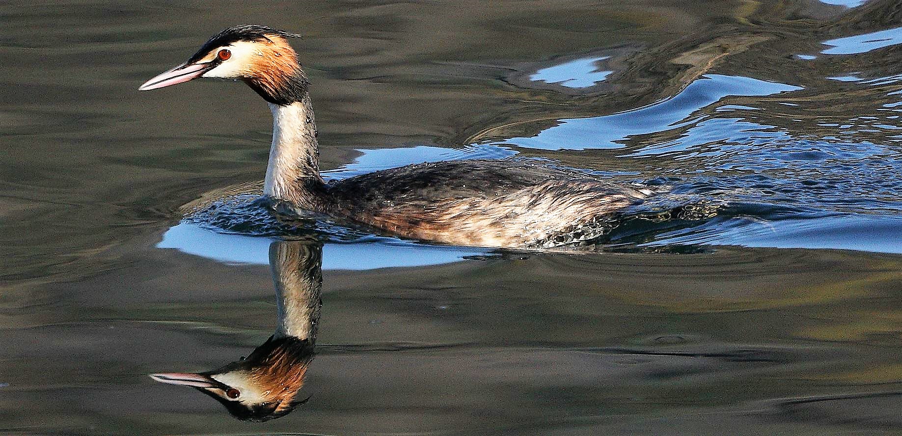grebe 27-02-2022