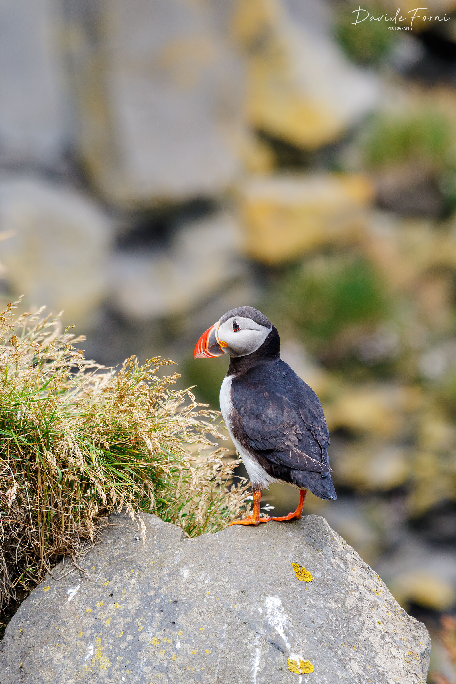 Puffin to Reynisfjara