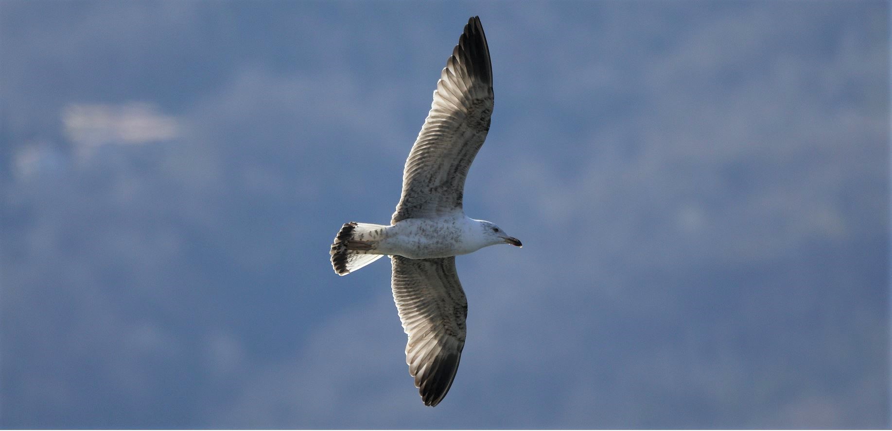 terrestrial gull 27-02-2022