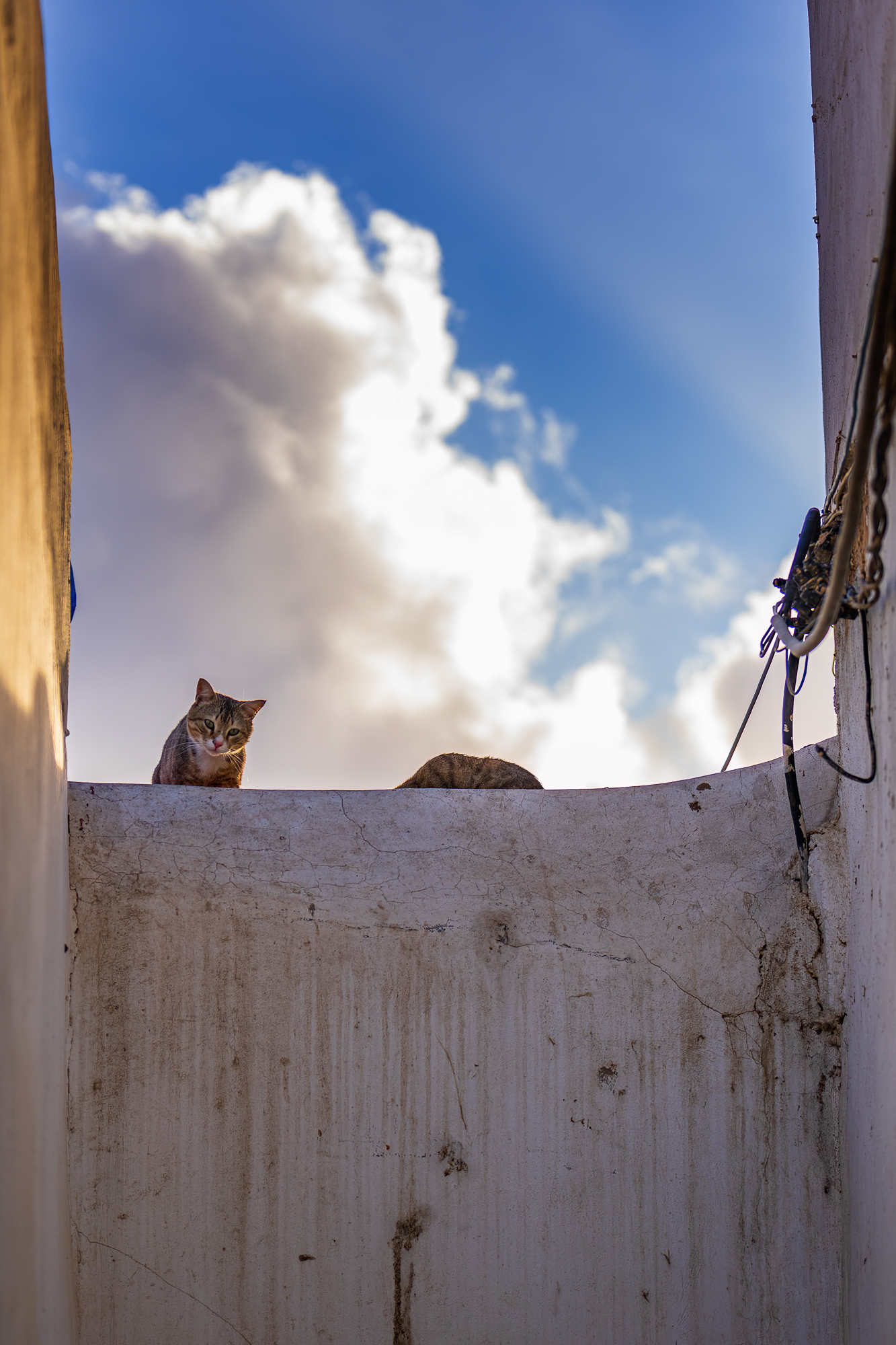 Cats of the Medina of Rabat (Morocco)