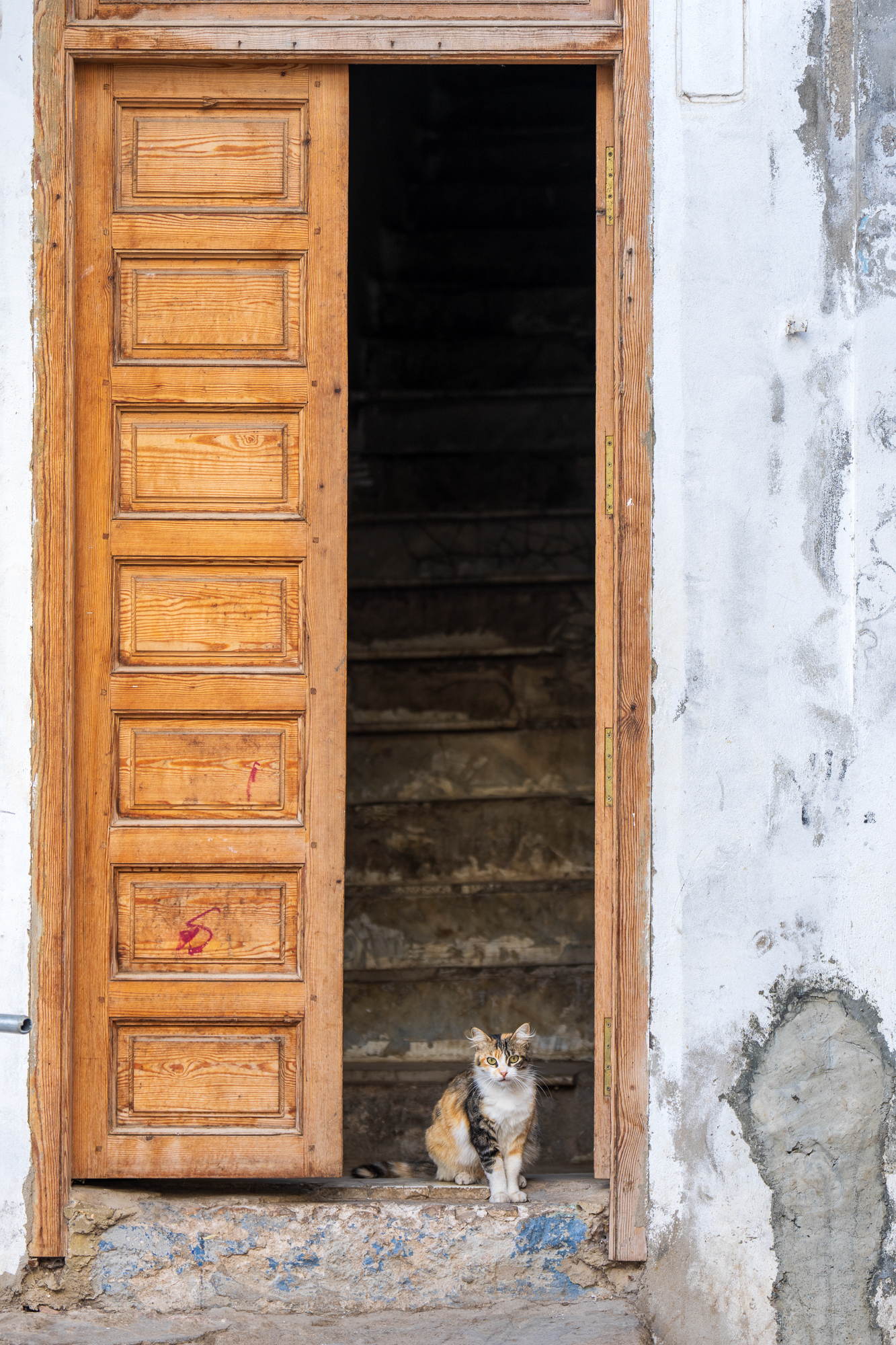 Cats of the Medina of Rabat (Morocco)