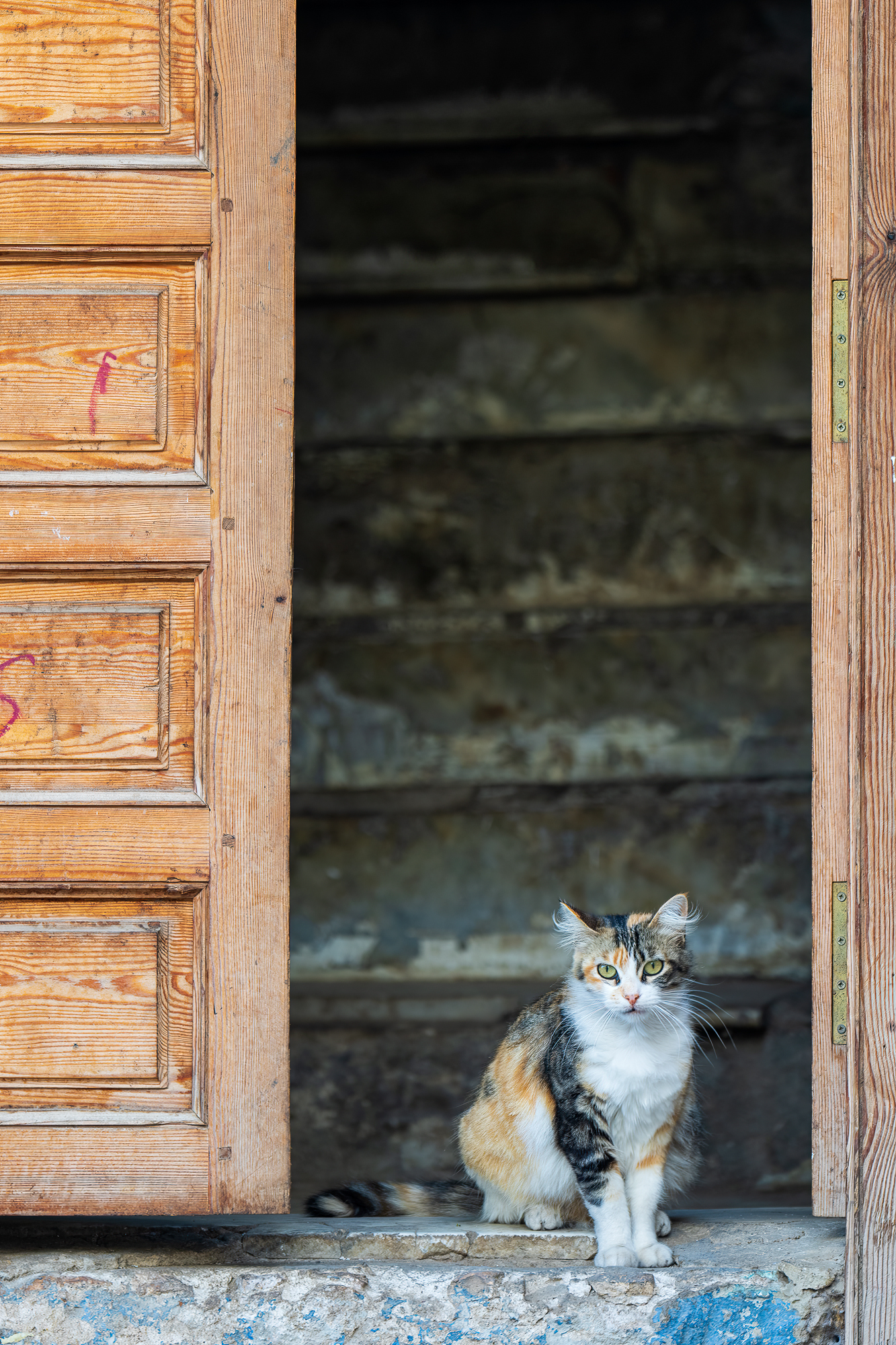 Cats of the Medina of Rabat (Morocco)
