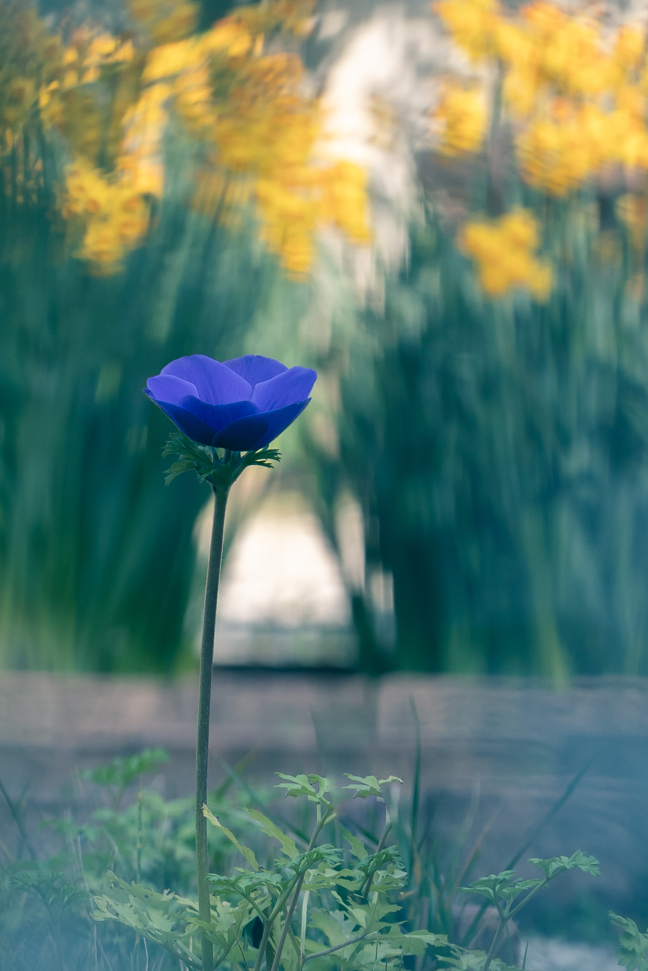 Violet