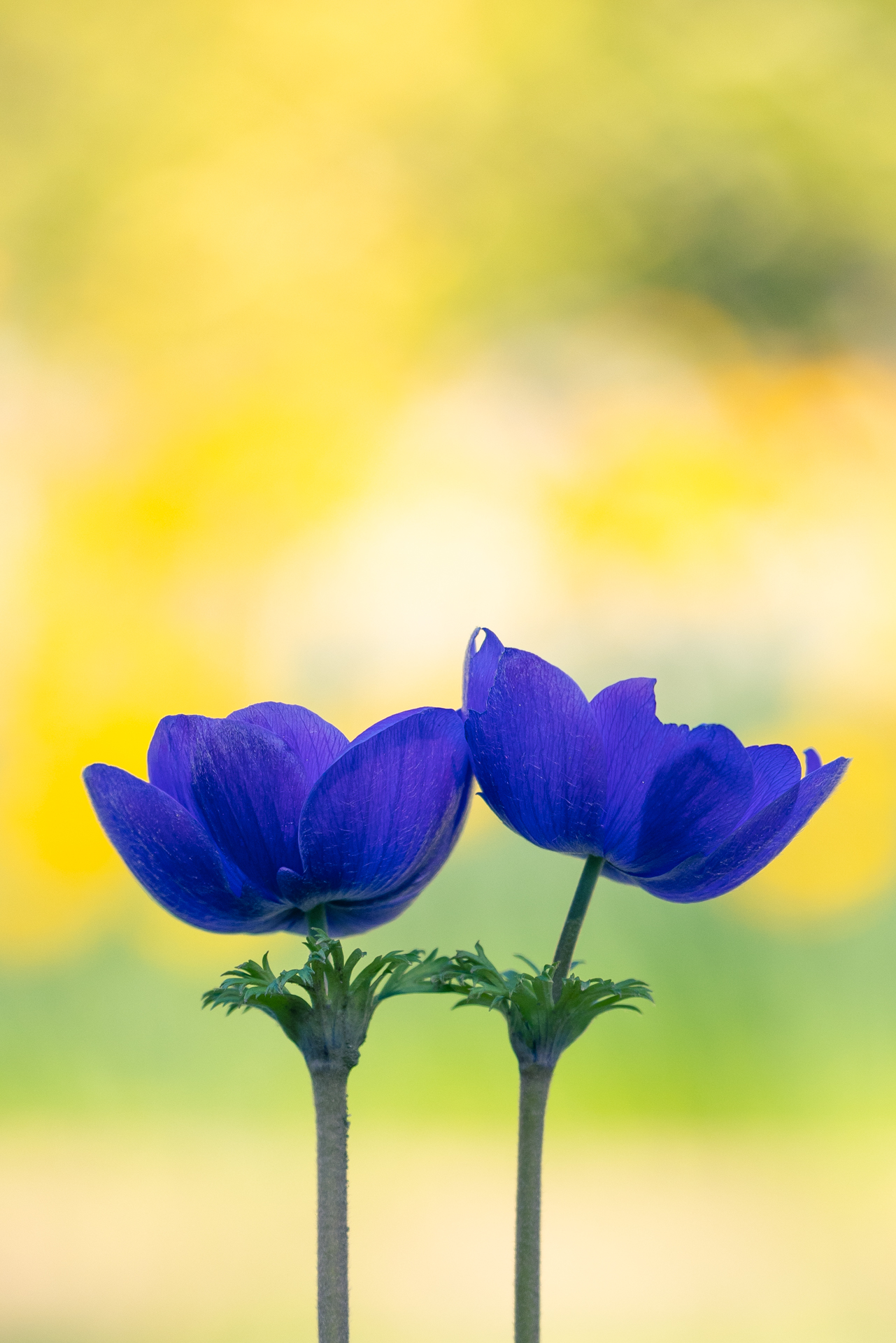 Violet 2