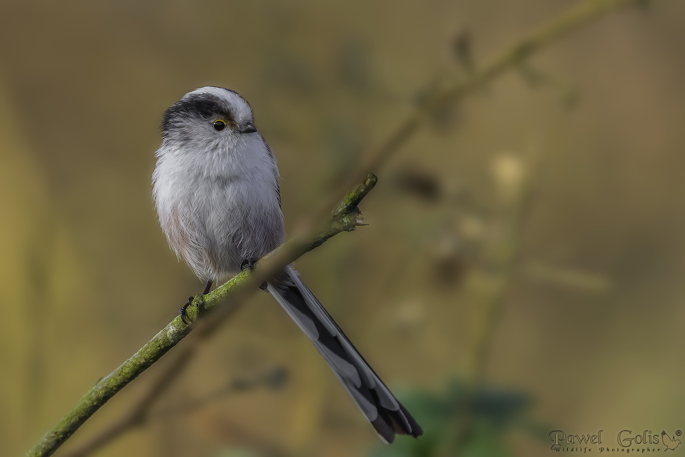 Bushtit dalla coda lunga (Aegithalos caudatus)