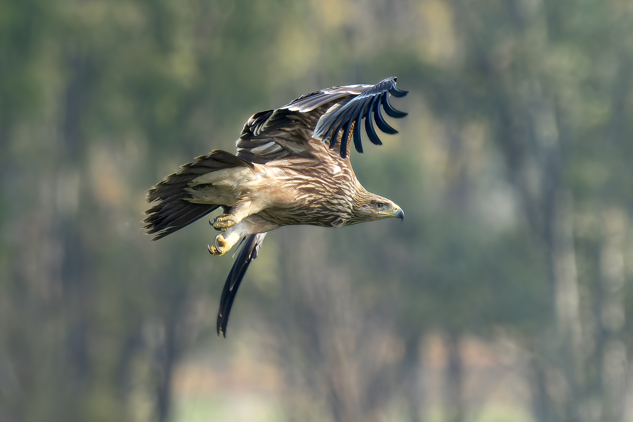 Aquila heliaca -Imperial