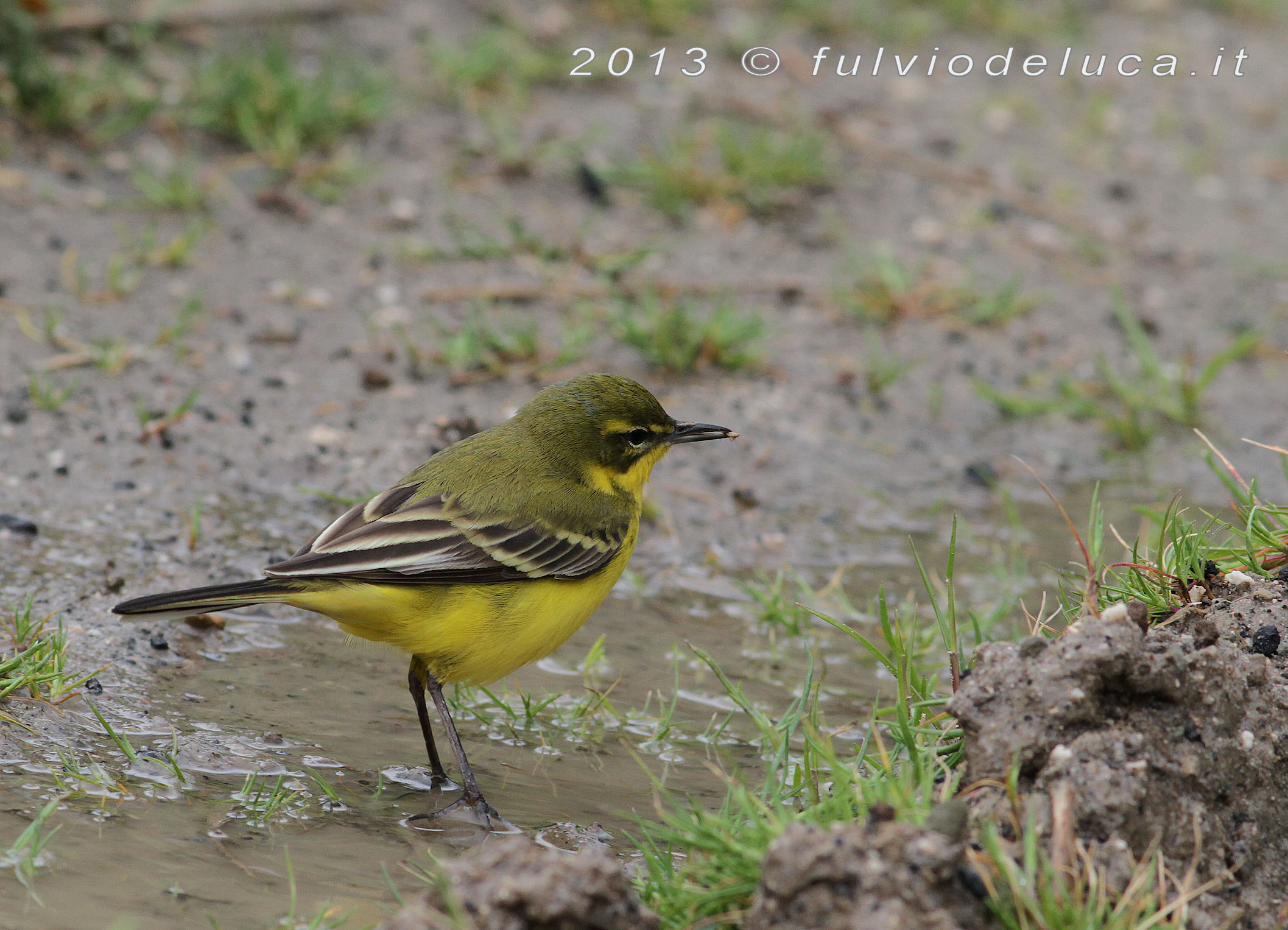 Yellow Wagtail